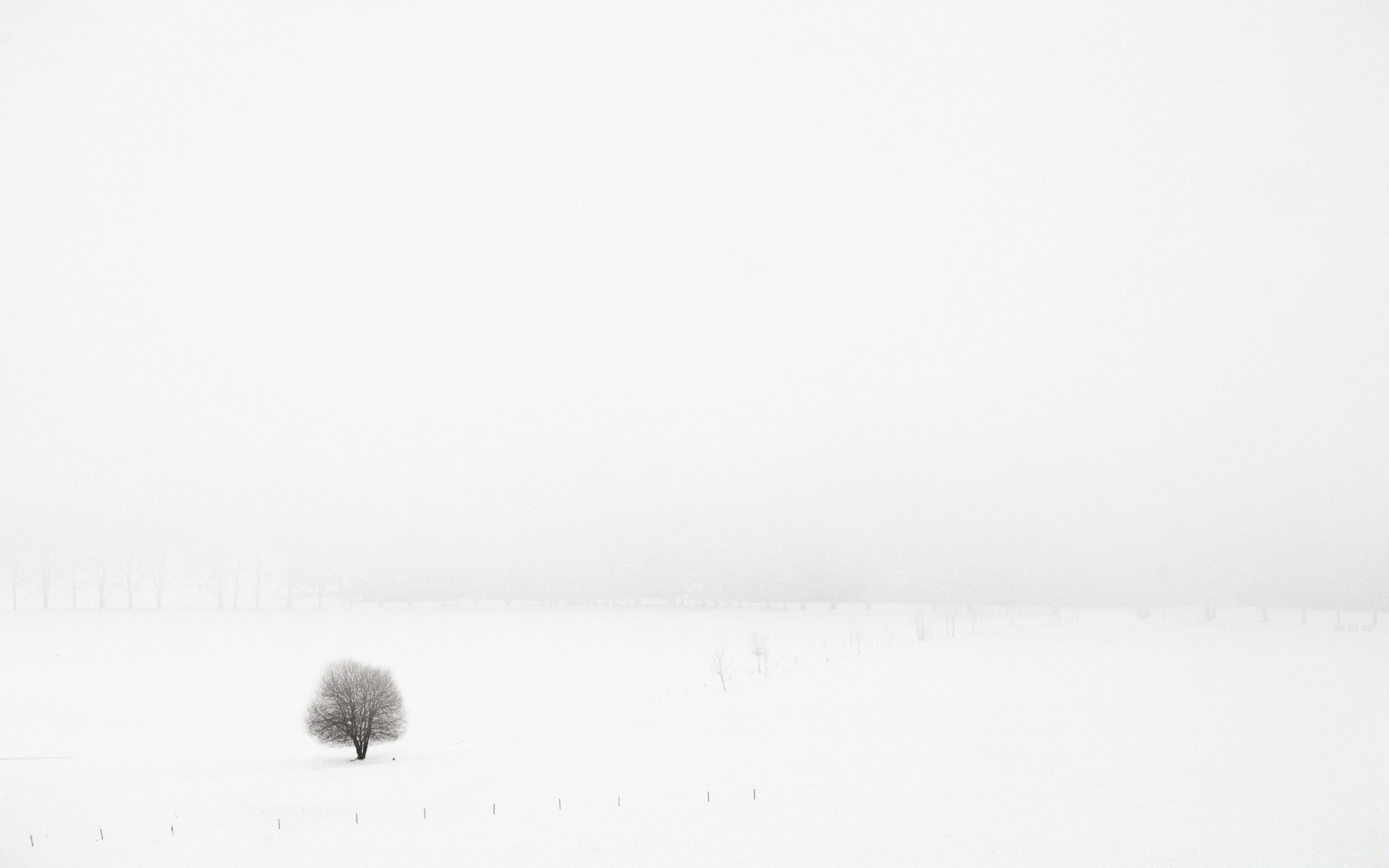 Lonely Tree In Snow Field Wallpapers