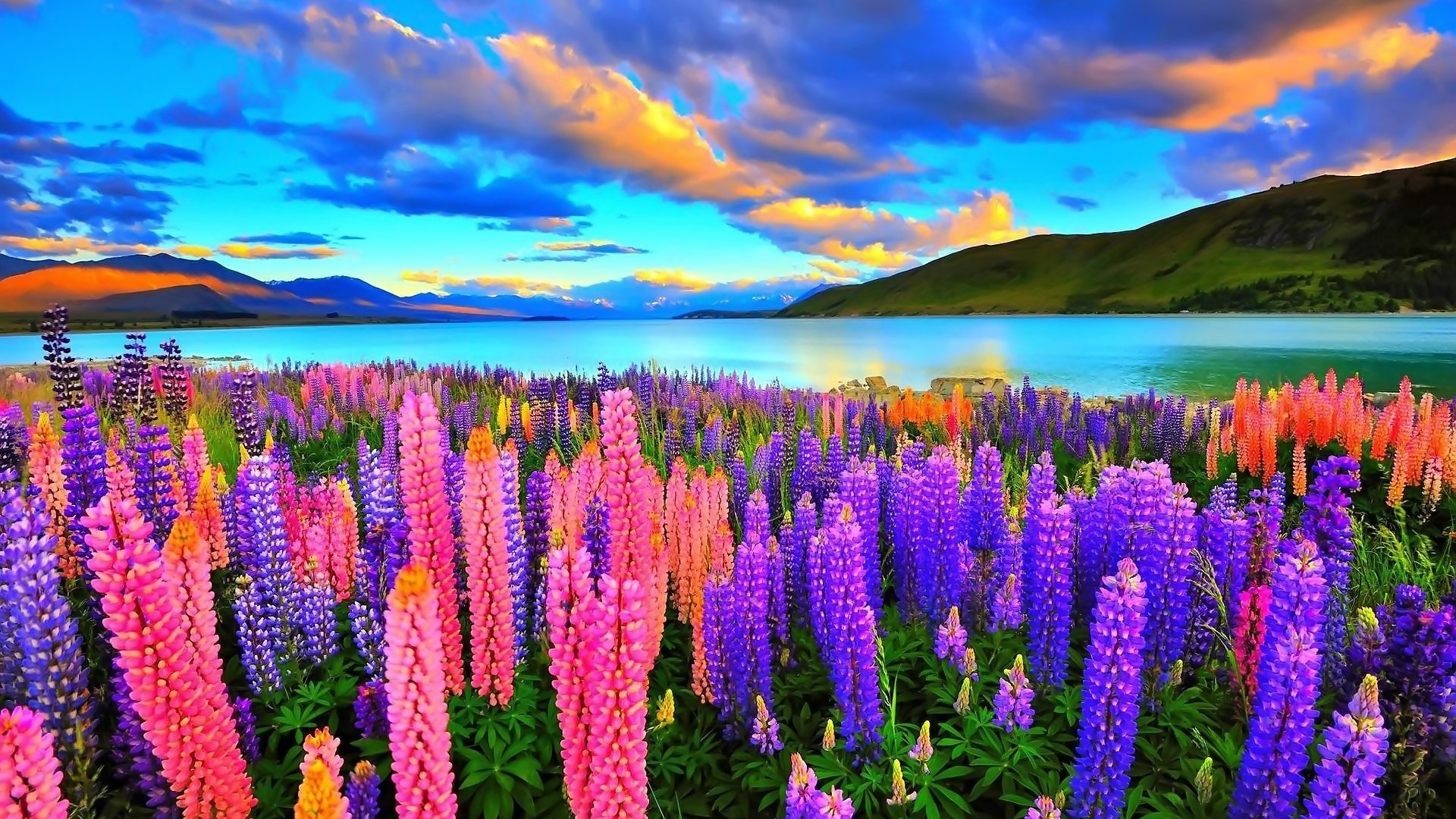 Lupine Wallpapers
