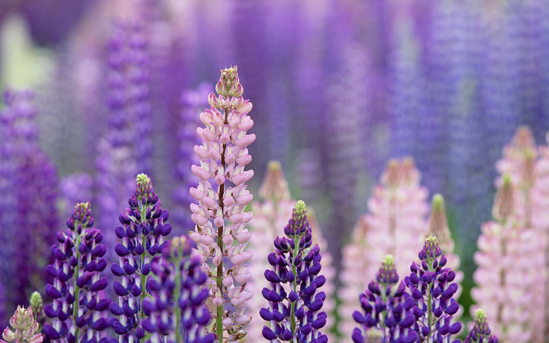 Lupine Wallpapers