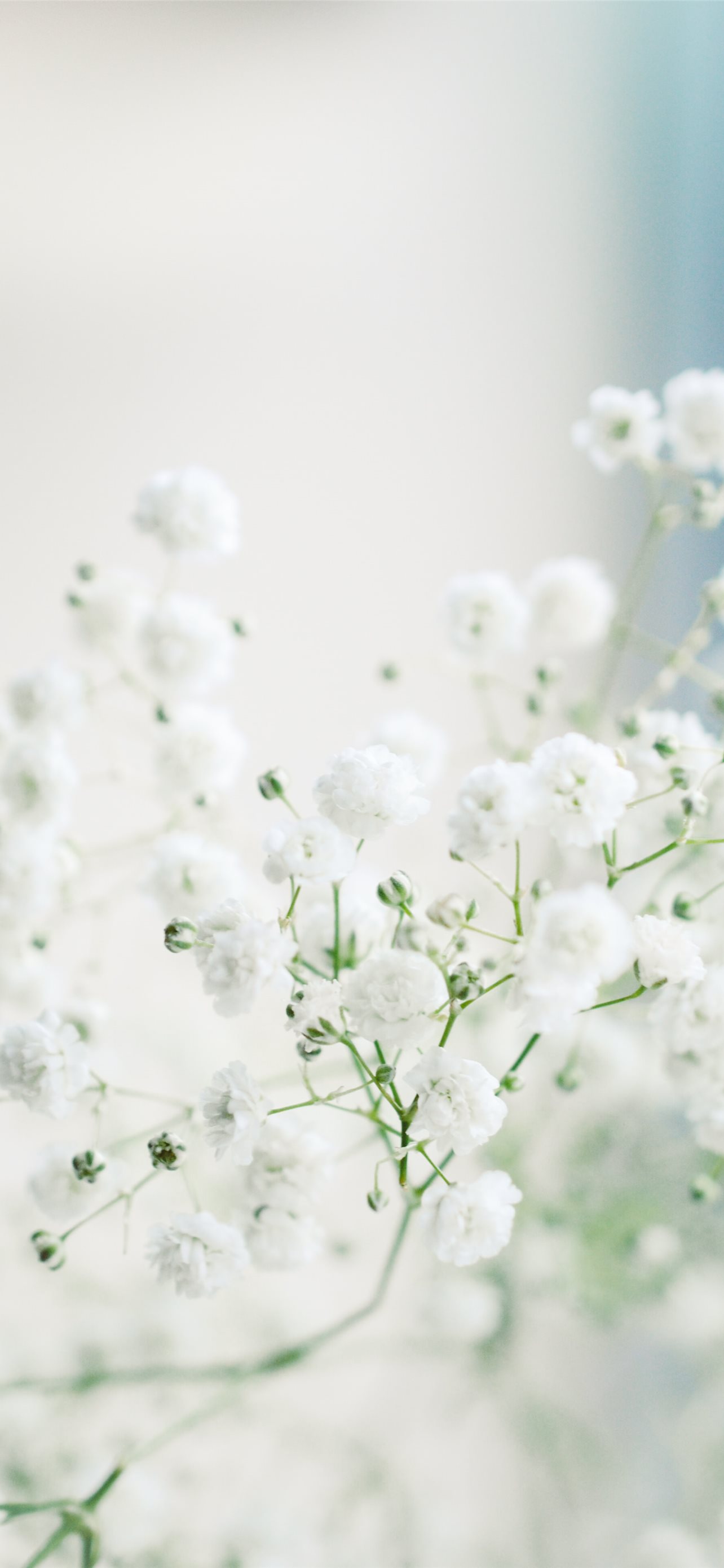 Macro White Flower Plant Wallpapers