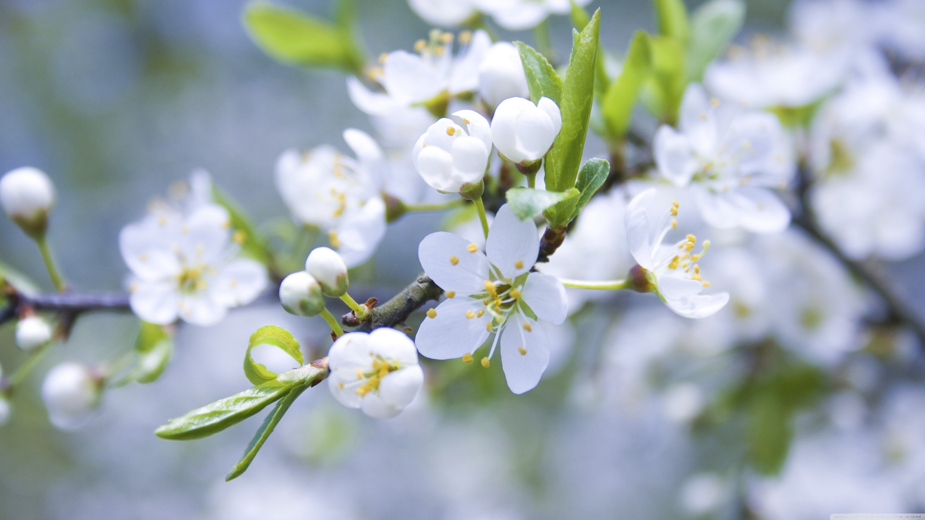 Macro White Flower Plant Wallpapers