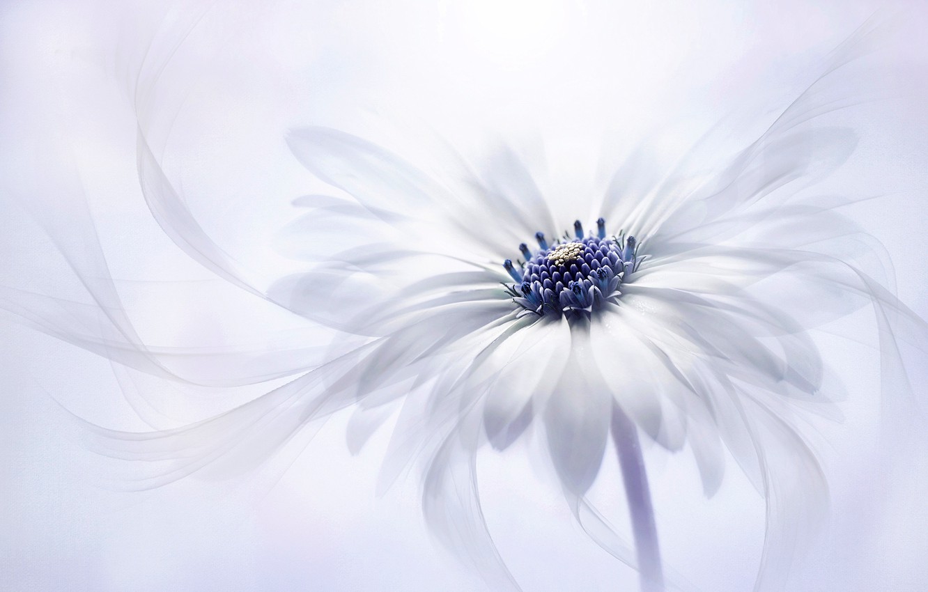 Macro White Flower Plant Wallpapers