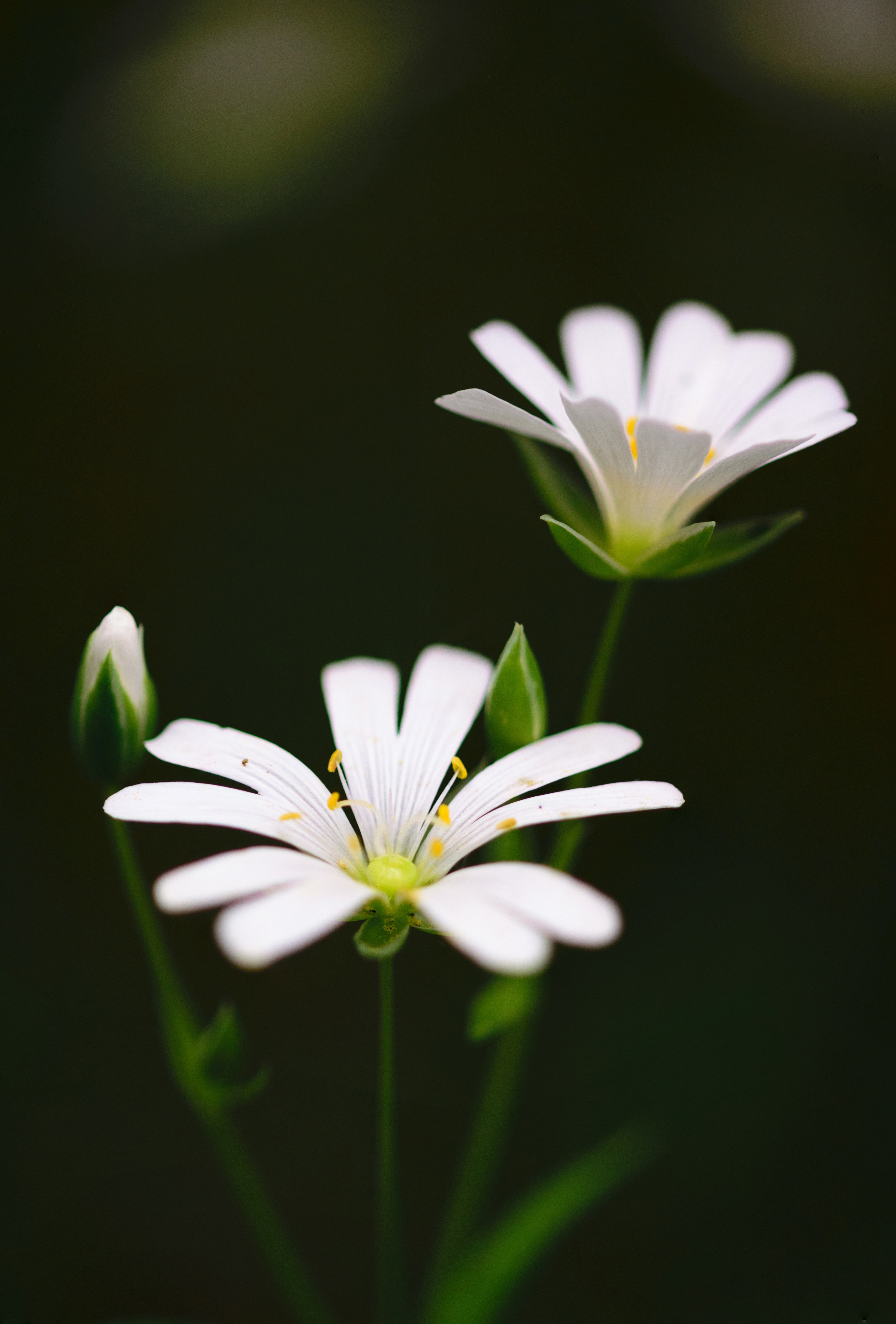 Macro White Flower Plant Wallpapers