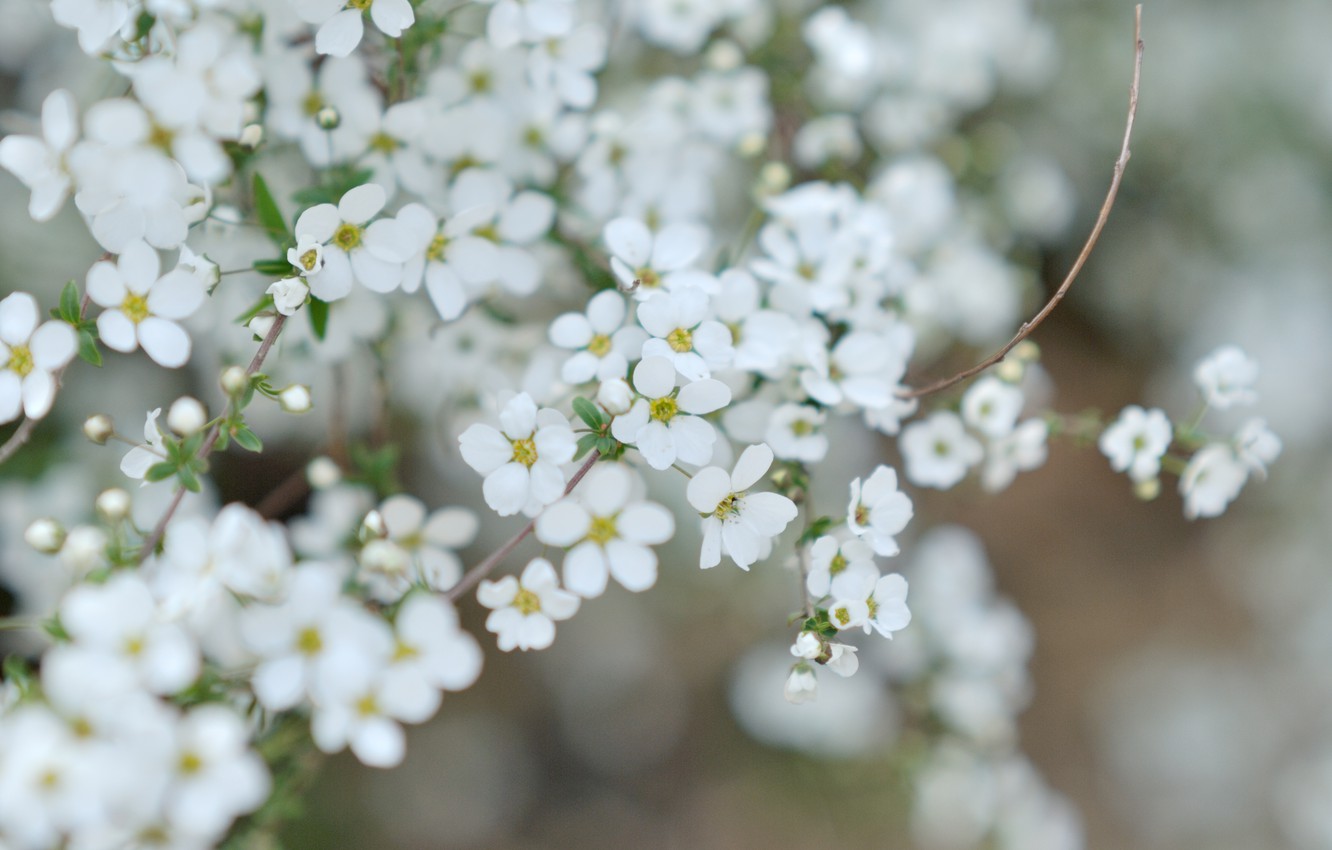 Macro White Flower Plant Wallpapers