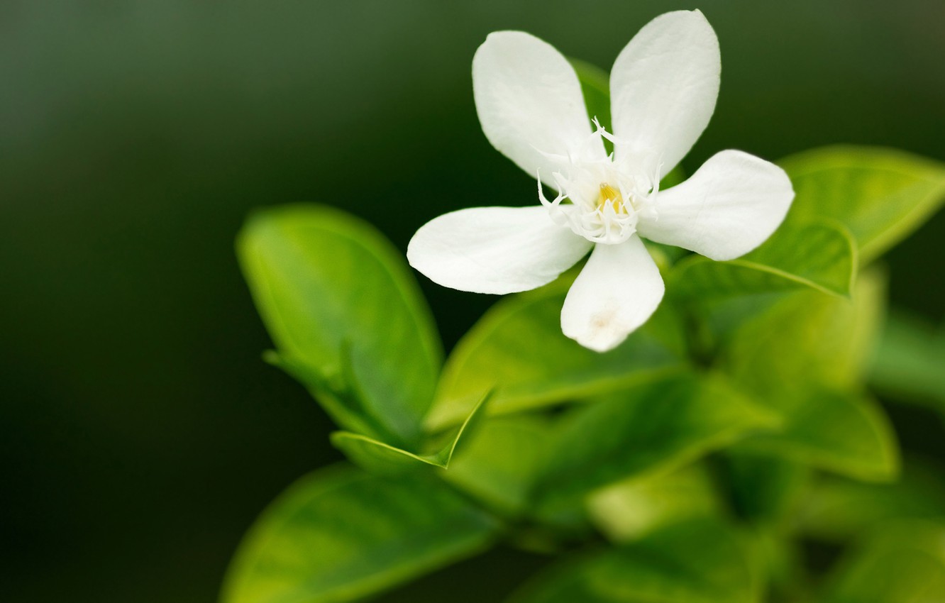 Macro White Flower Plant Wallpapers