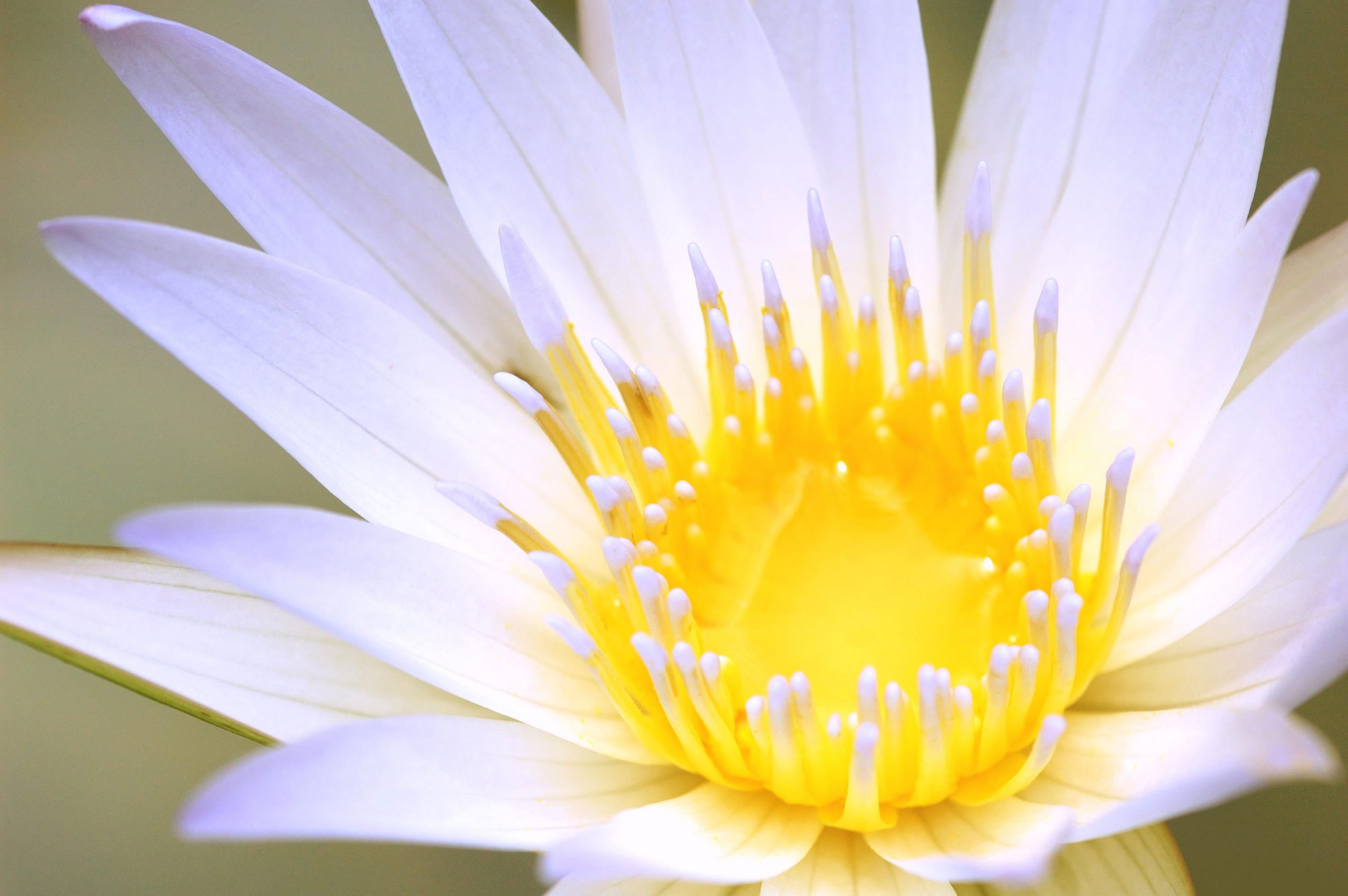 Macro White Flower Plant Wallpapers