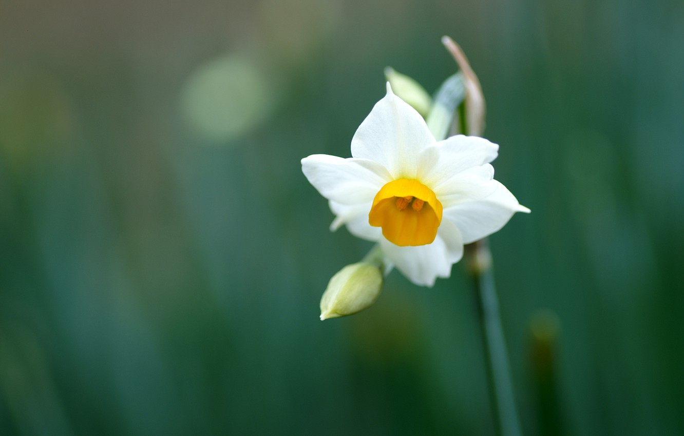 Macro White Flower Plant Wallpapers