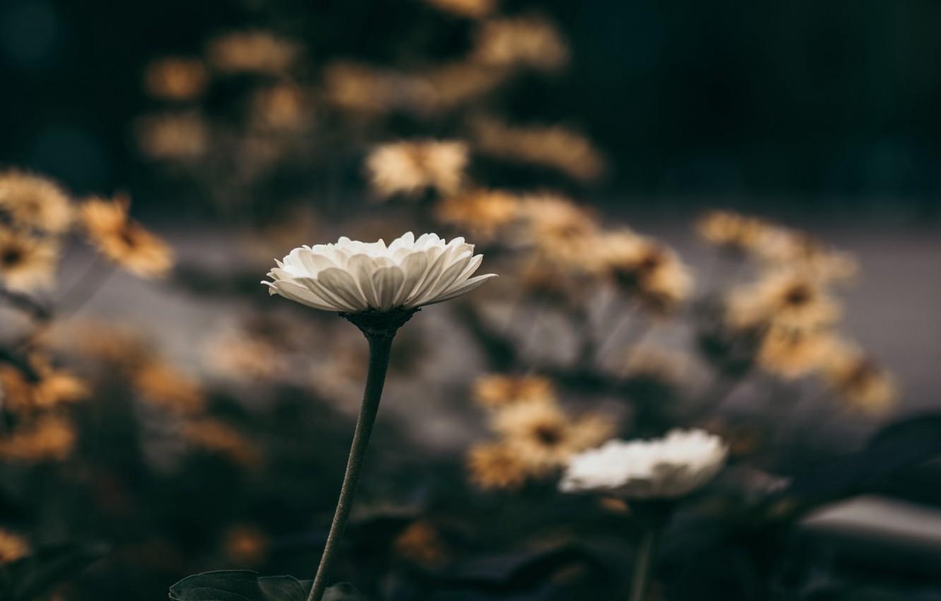 Macro White Flower Plant Wallpapers