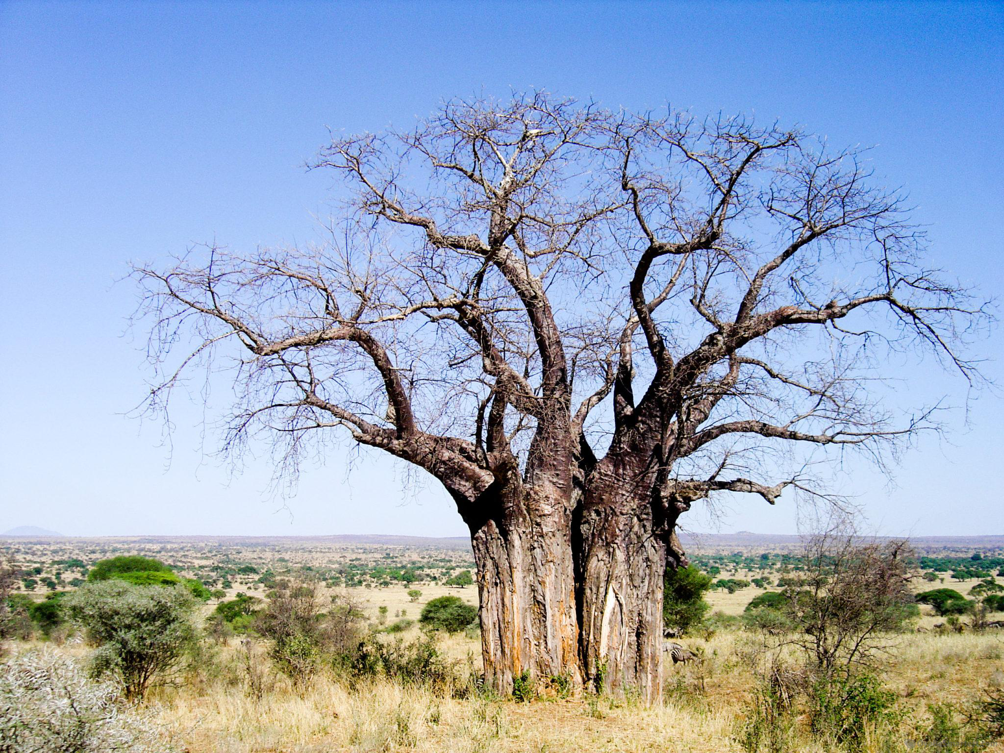 Makgadikgadi Pan Wallpapers