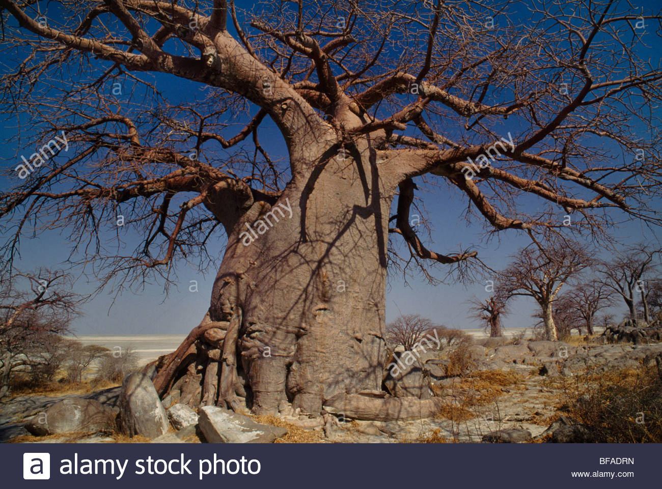 Makgadikgadi Pan Wallpapers