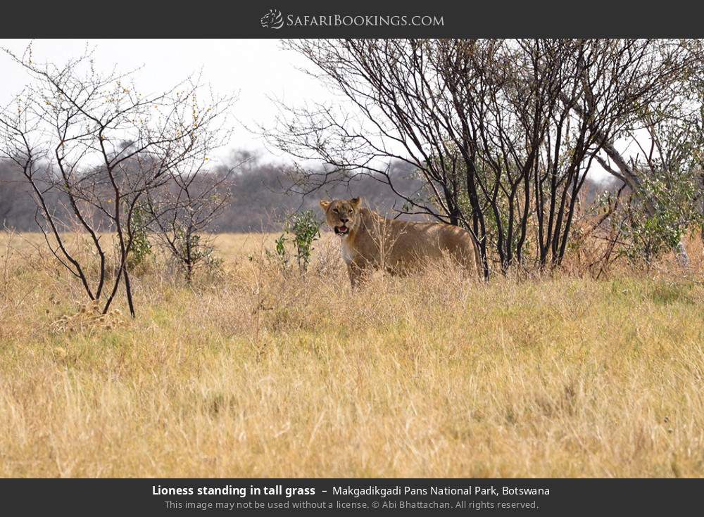 Makgadikgadi Pan Wallpapers