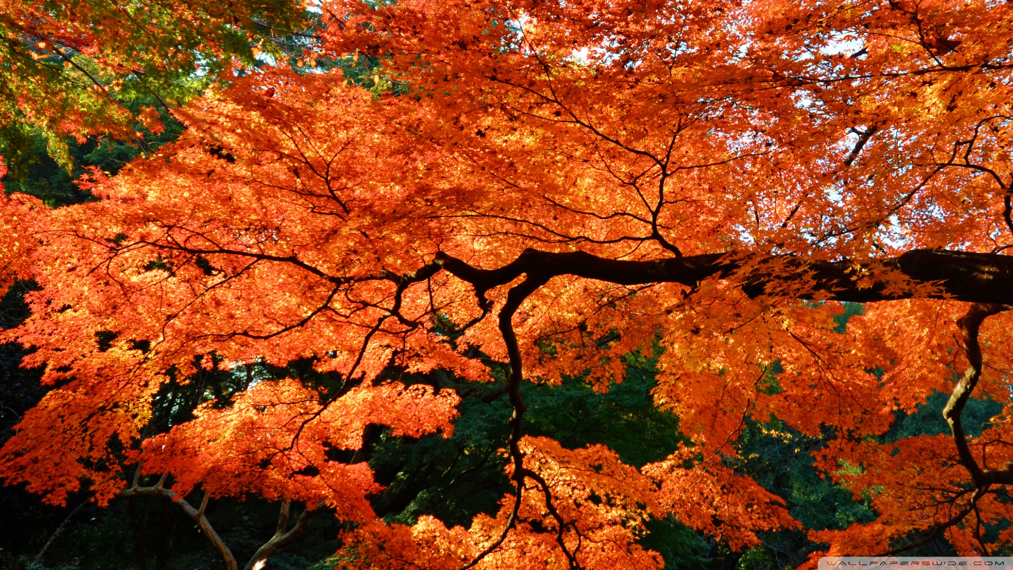 Maple Tree Wallpapers