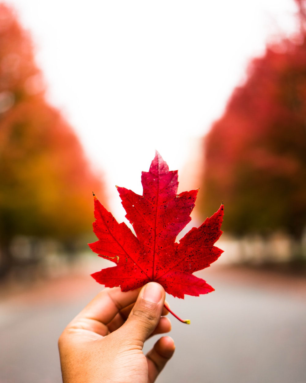 Maple Tree Wallpapers