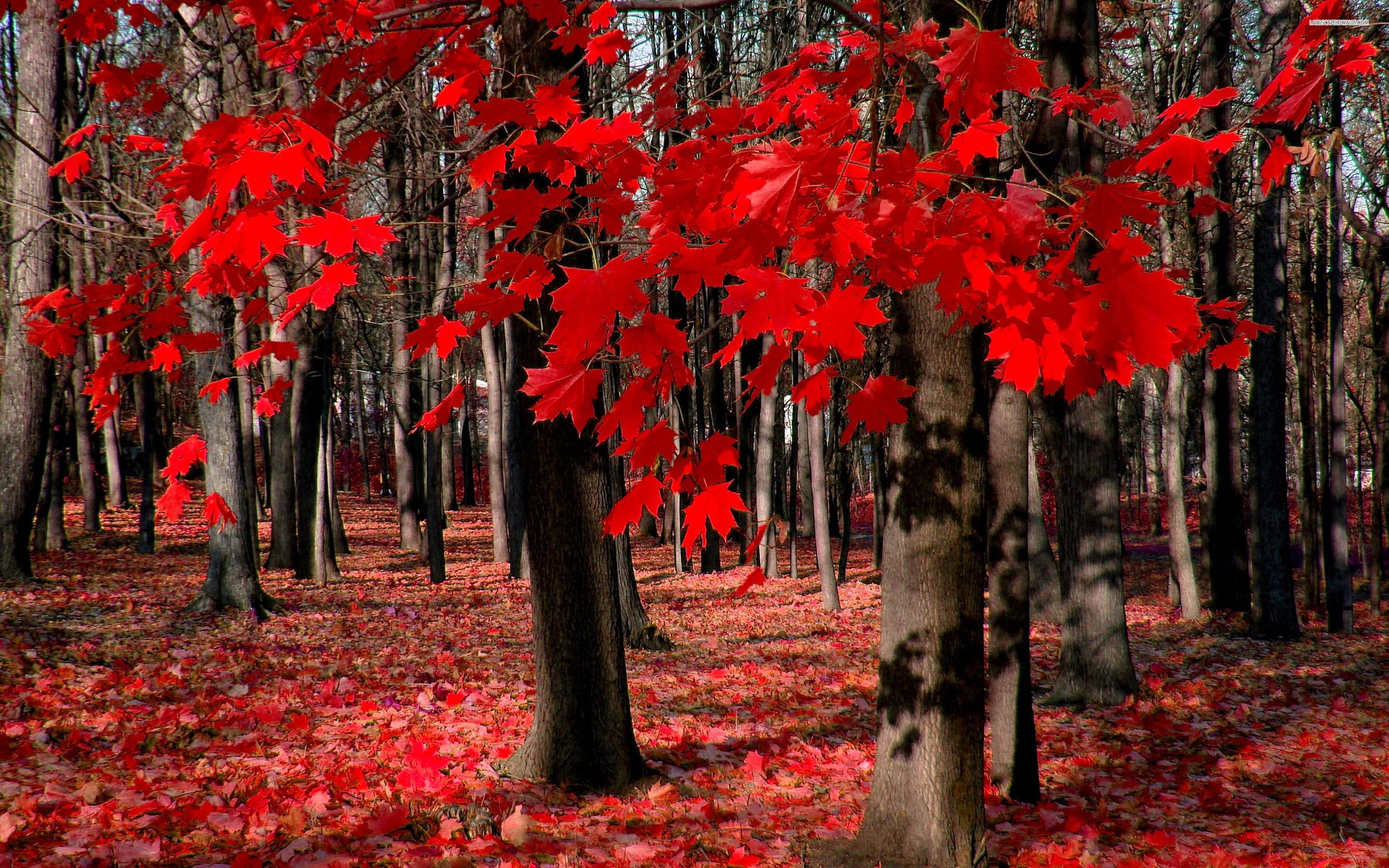 Maple Tree Wallpapers