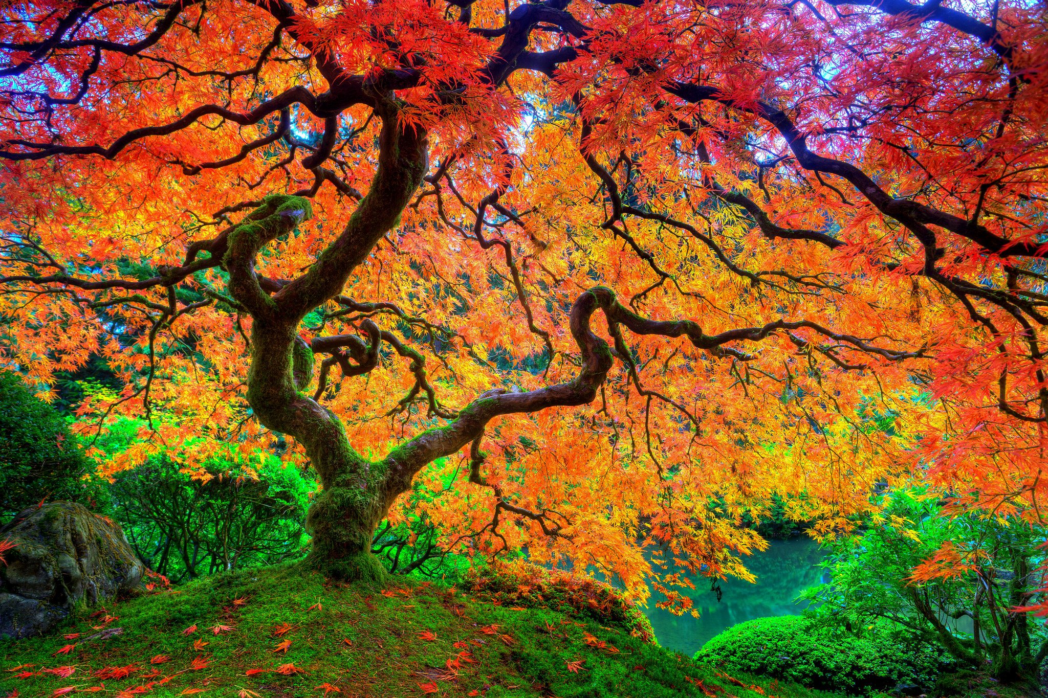 Maple Tree Wallpapers