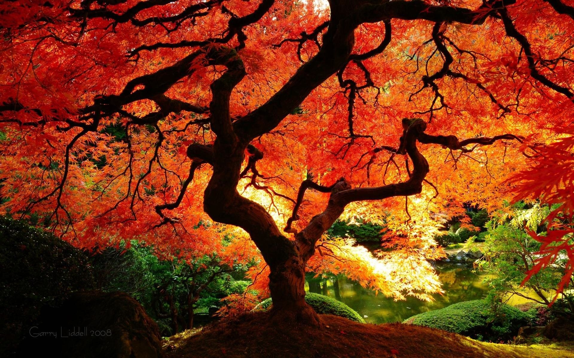 Maple Tree Wallpapers