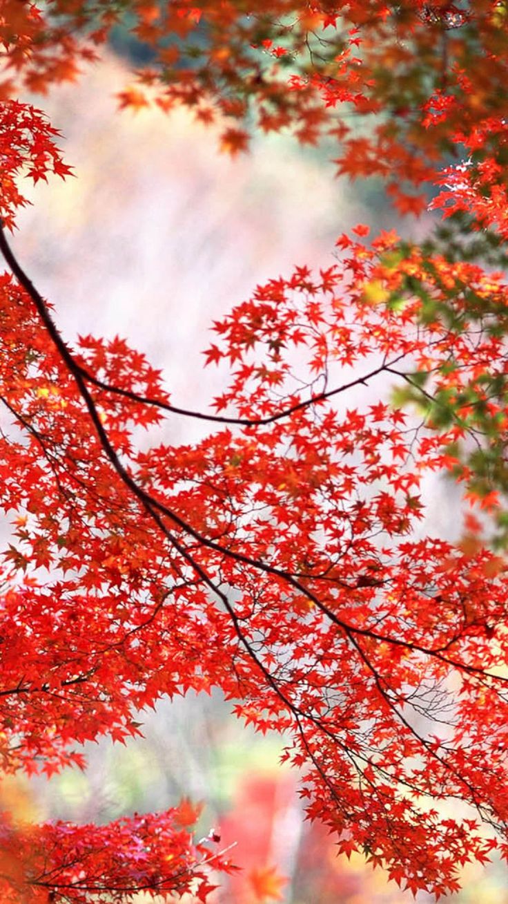 Maple Tree Wallpapers