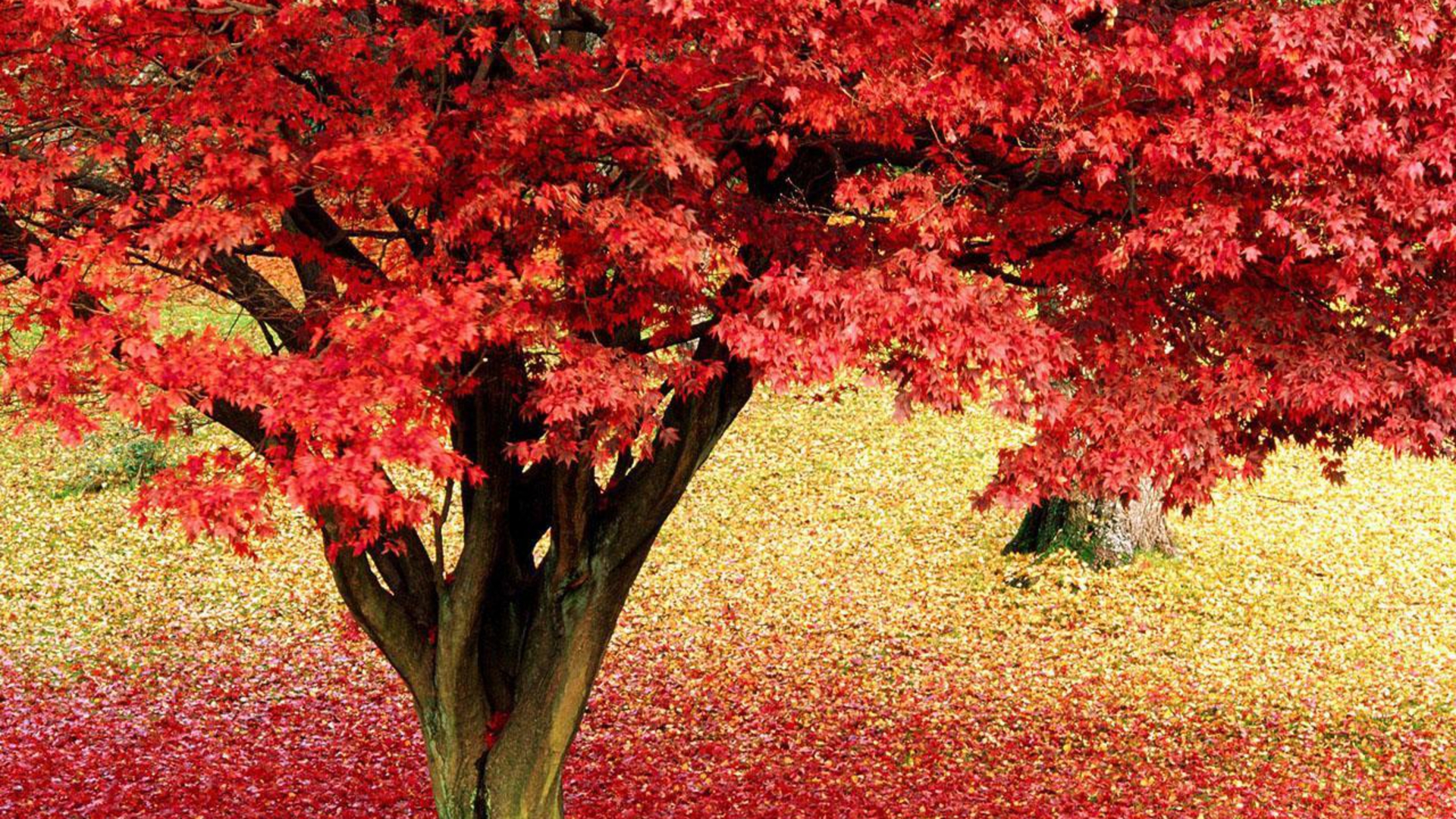 Maple Tree Wallpapers