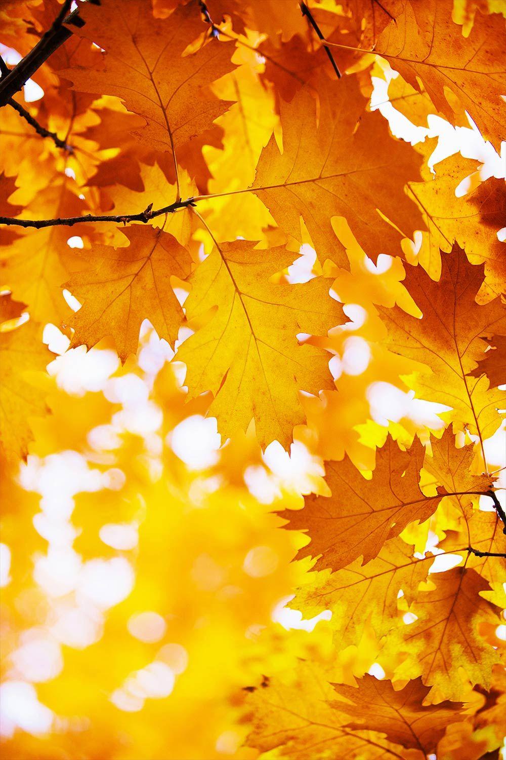 Maple Tree Wallpapers