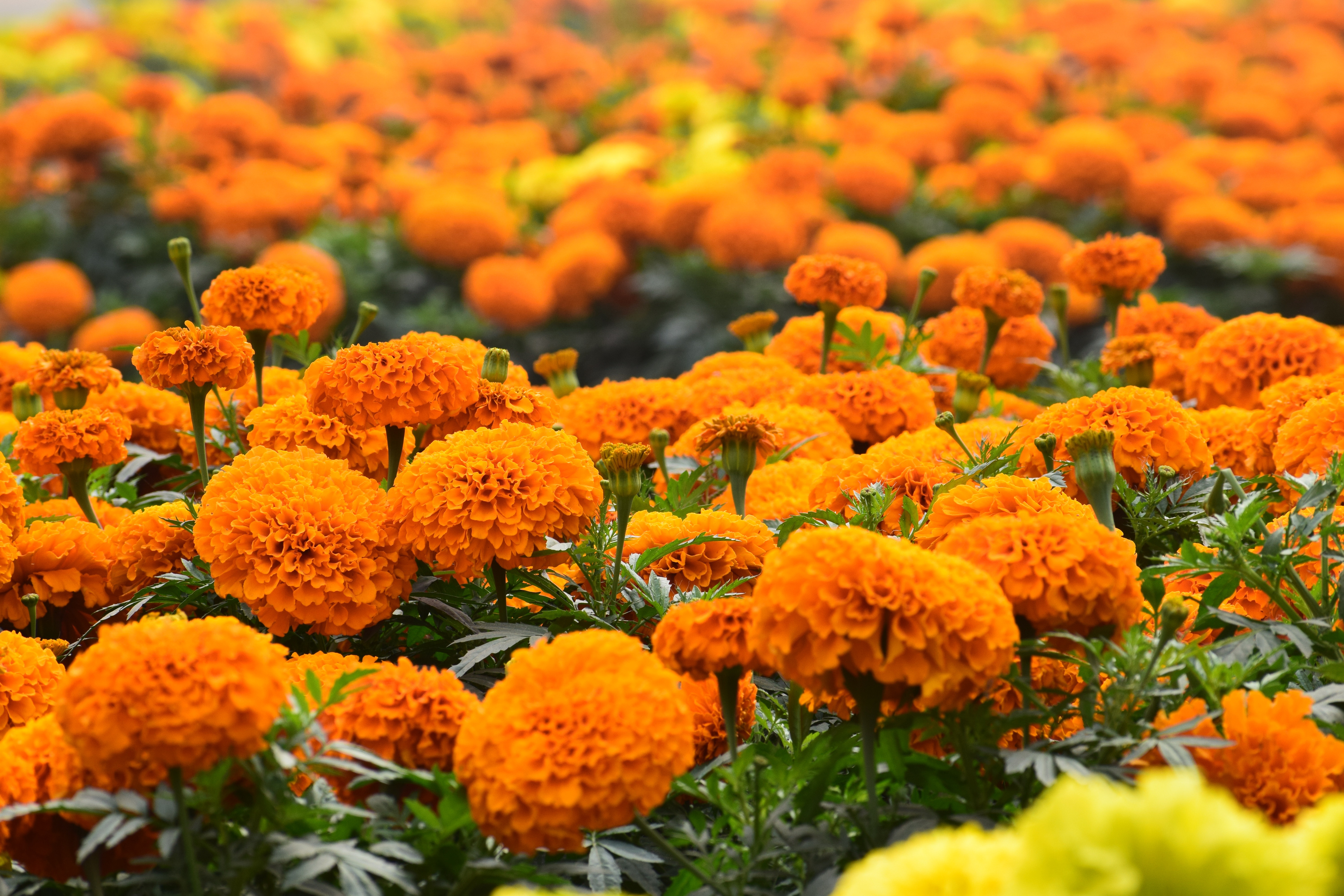 Marigold Wallpapers