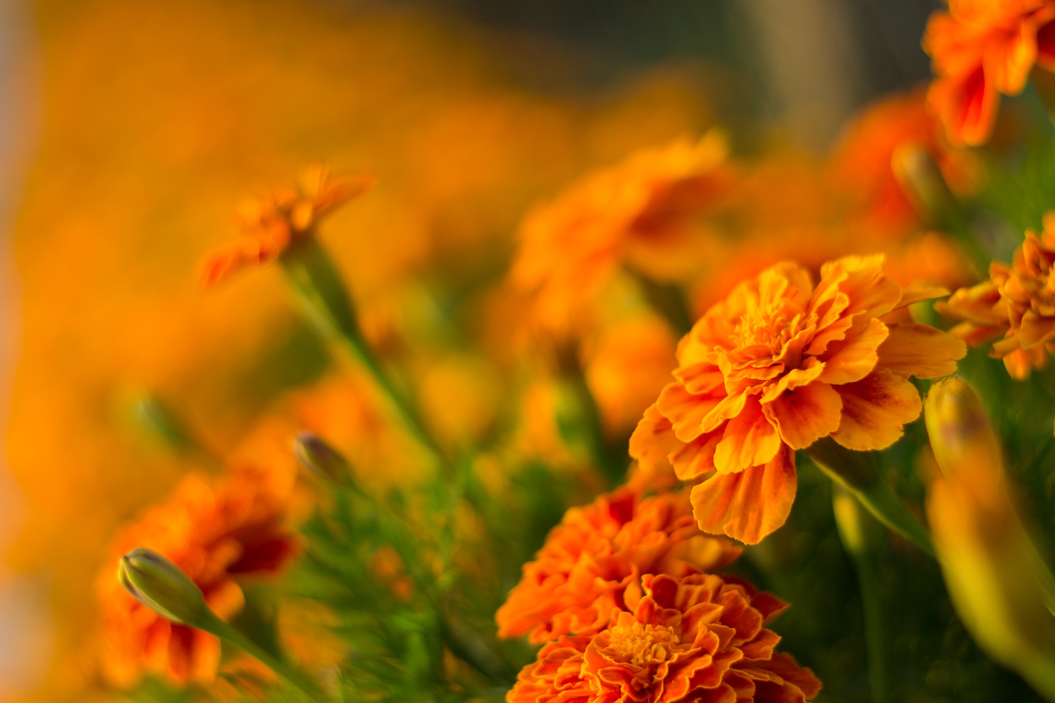 Marigold Wallpapers