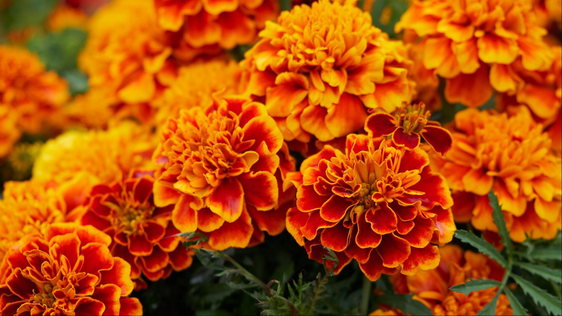 Marigold Wallpapers