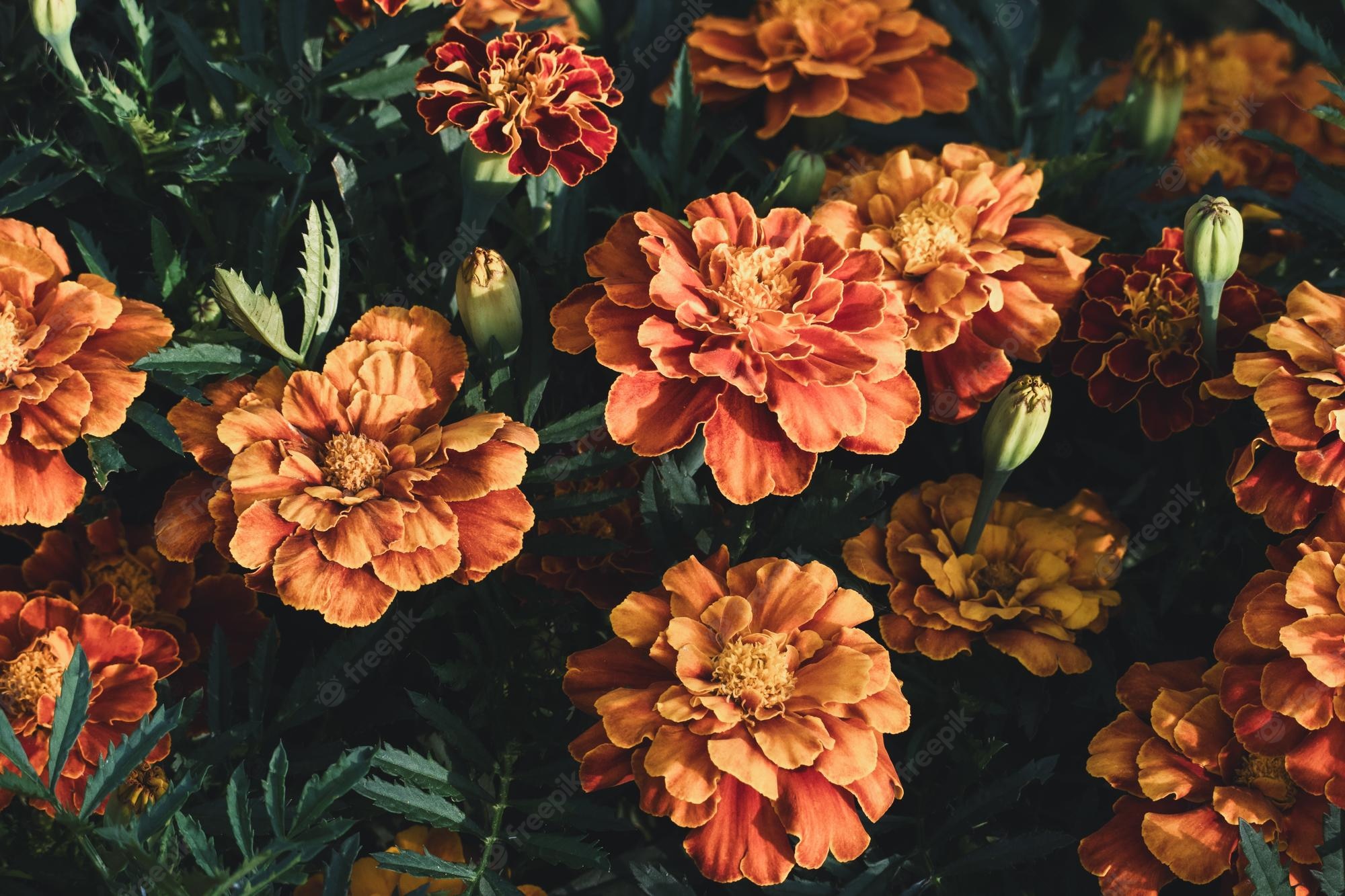 Marigold Wallpapers