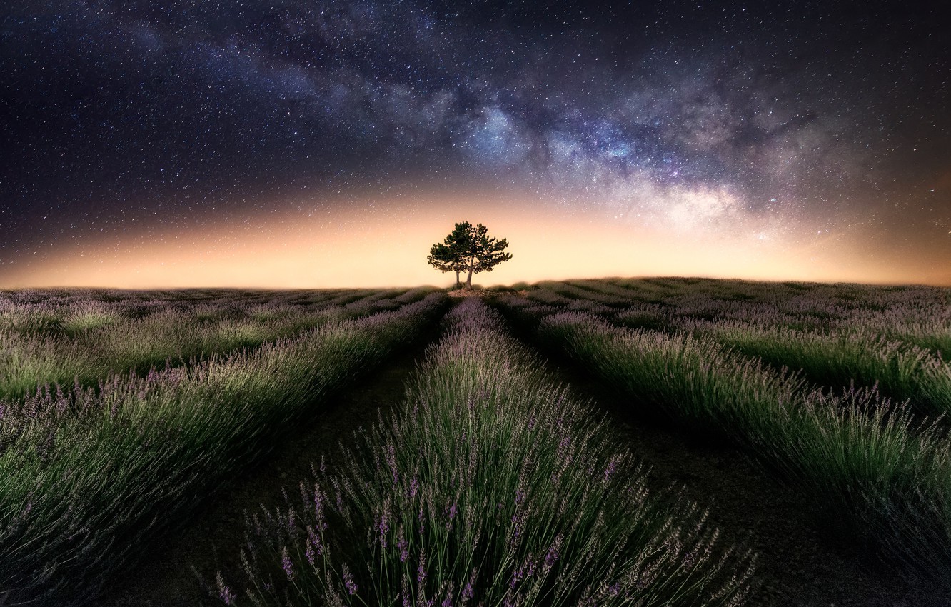 Milky Way Tree Field Wallpapers