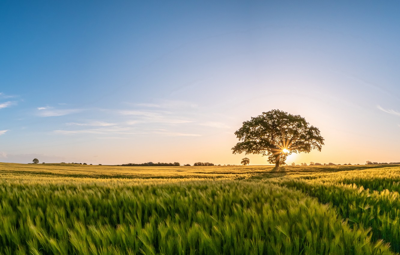 Morning Field Wallpapers