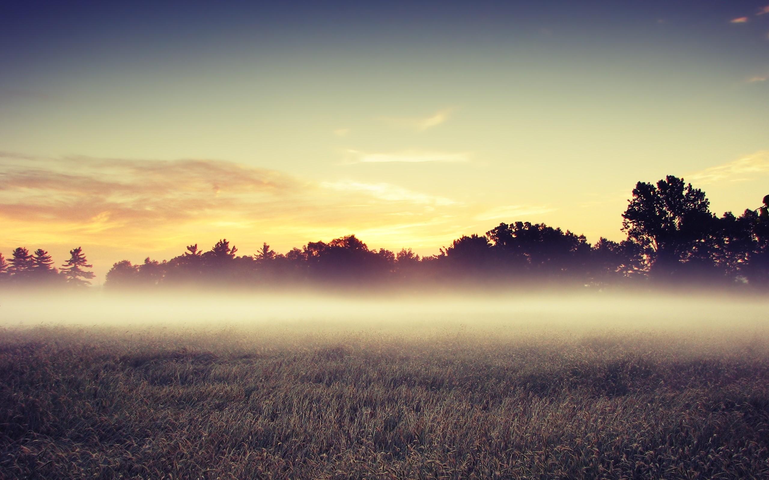 Morning Field Wallpapers