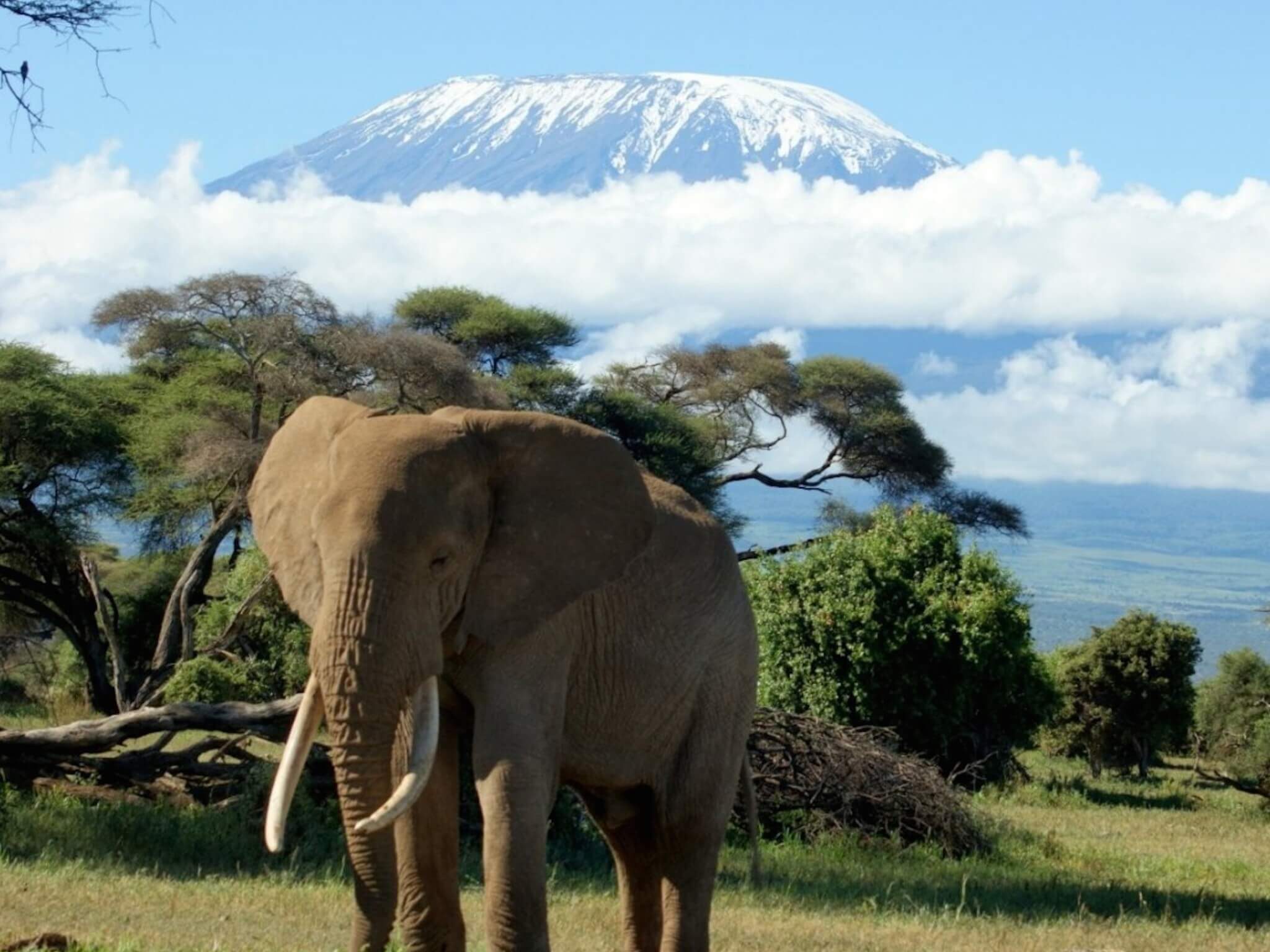 Mount Kilimanjaro Wallpapers