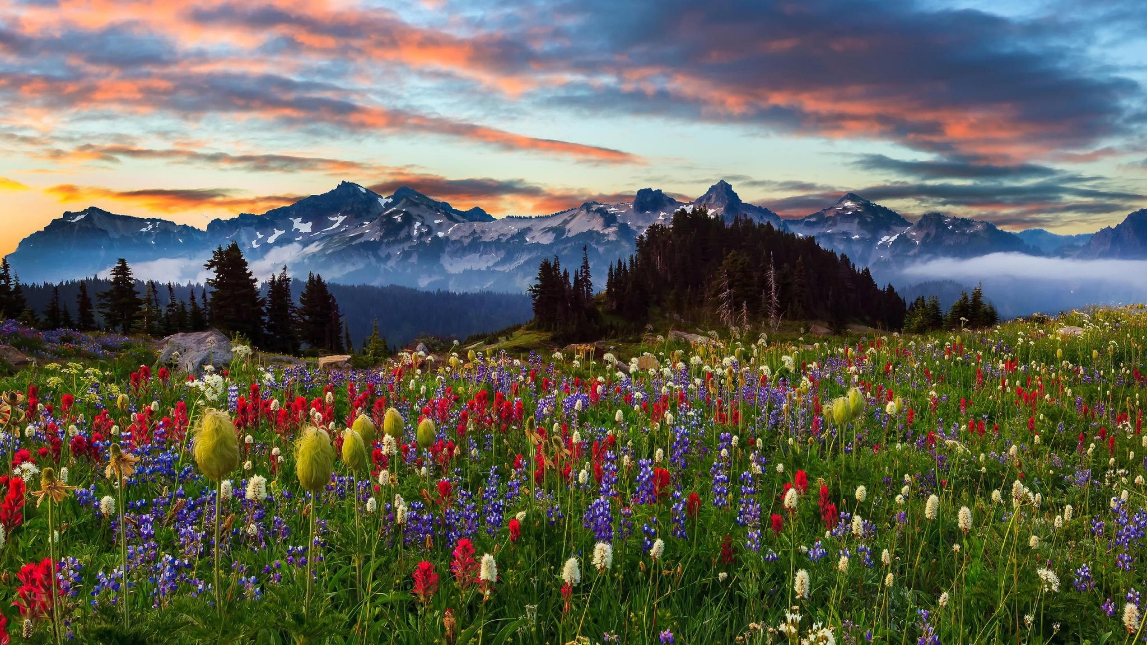 Mount Rainier National Park Wallpapers