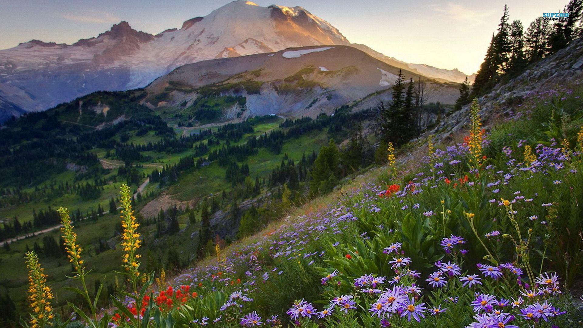 Mount Rainier National Park Wallpapers