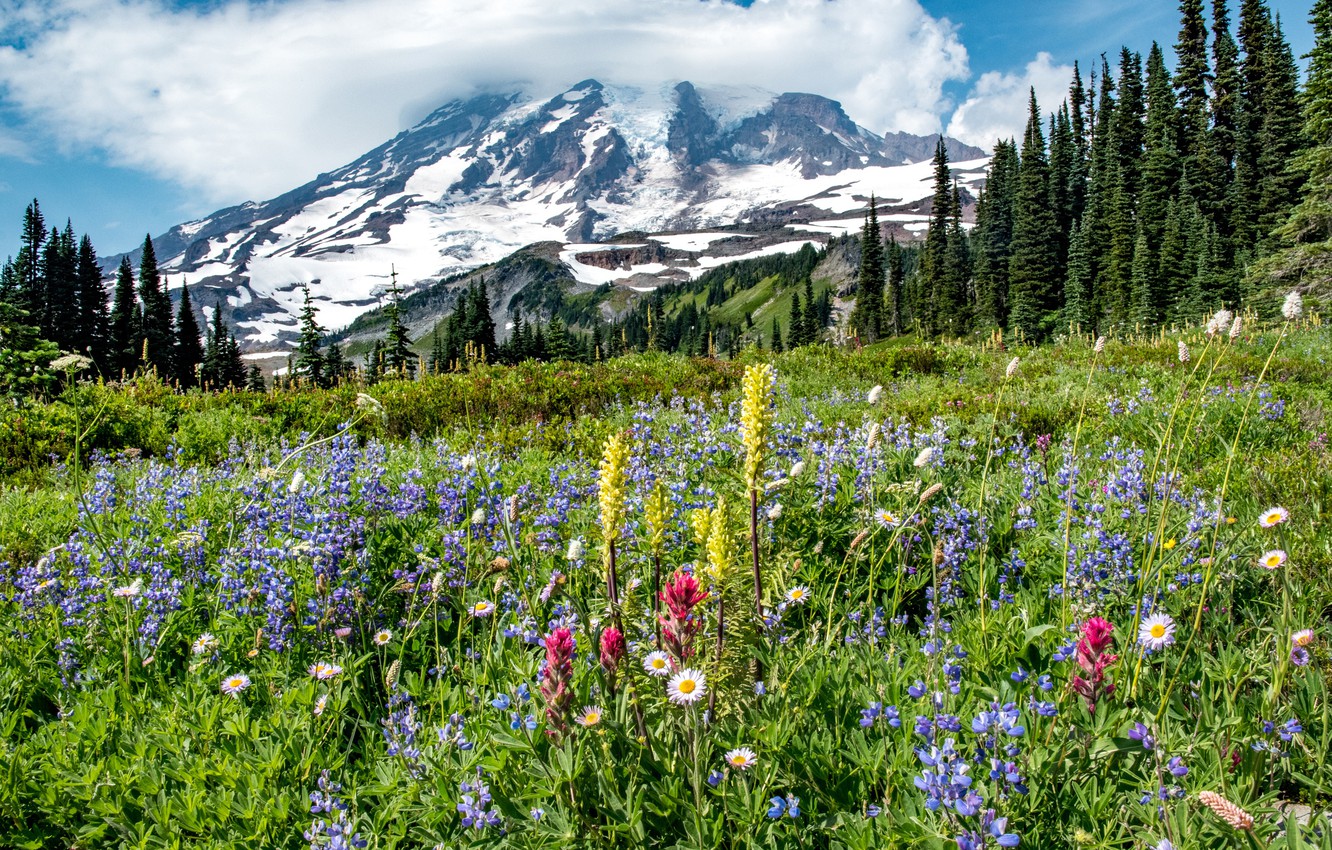 Mount Rainier National Park Wallpapers