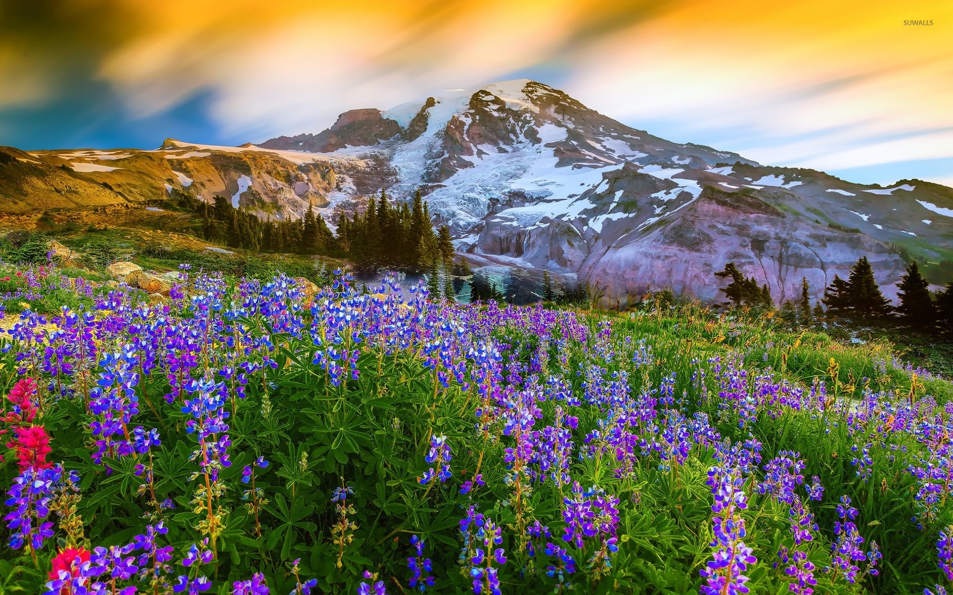 Mount Rainier National Park Wallpapers