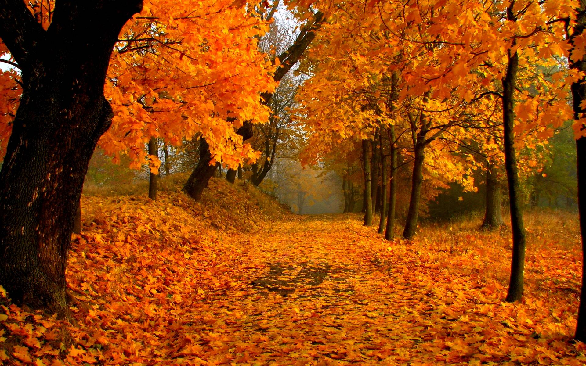 Mountain Fall Foliage Wallpapers