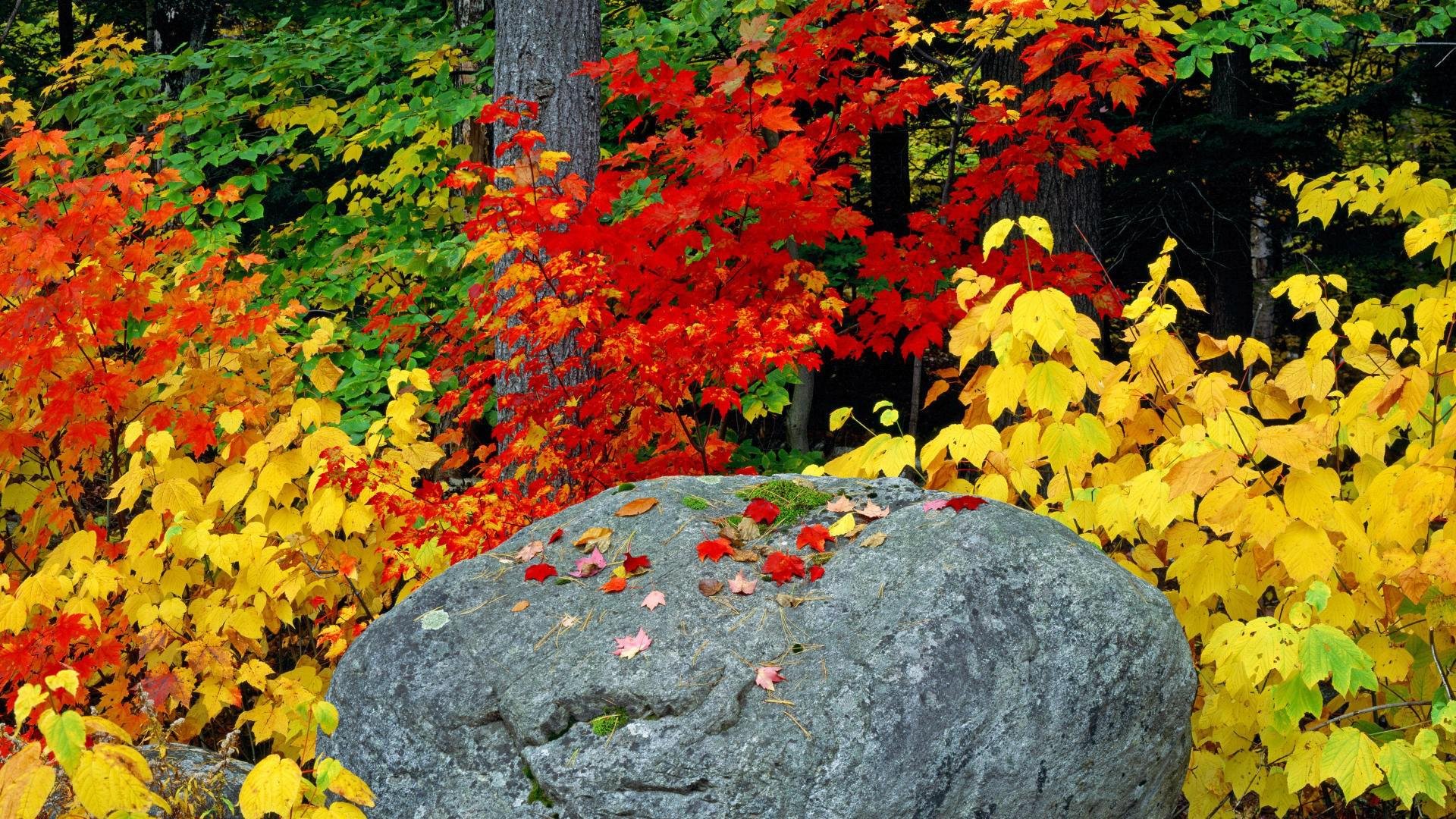 Mountain Fall Foliage Wallpapers
