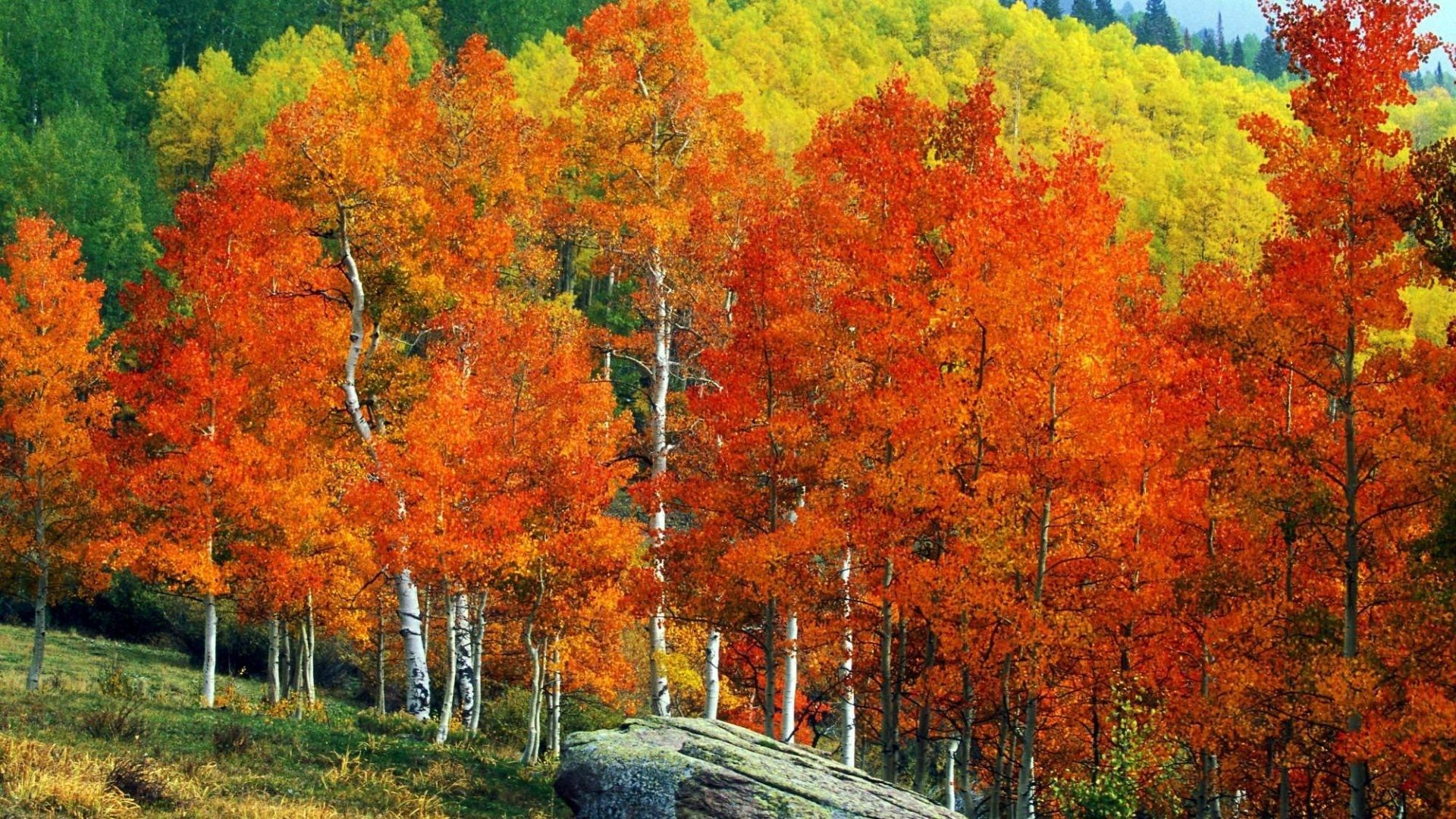 Mountain Fall Foliage Wallpapers