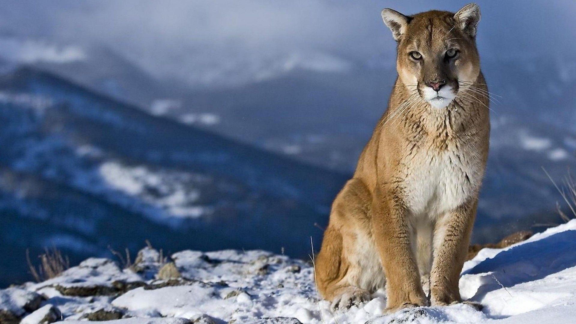 Mountain Lion Wallpapers