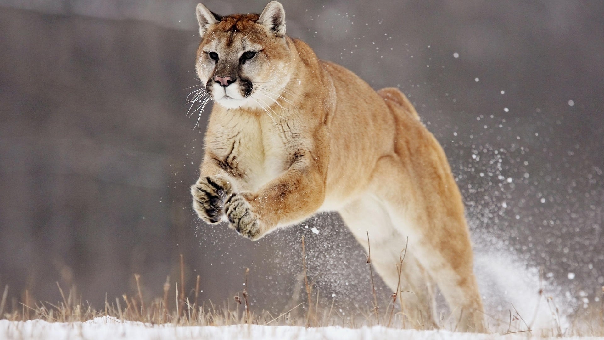 Mountain Lion Wallpapers