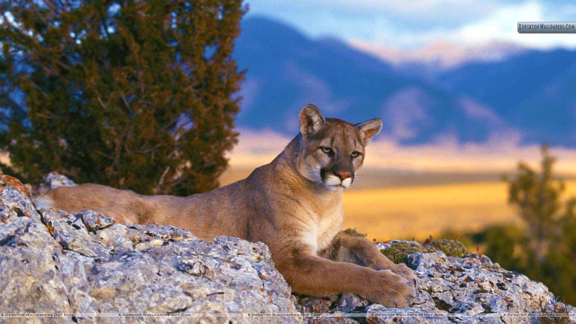 Mountain Lion Wallpapers