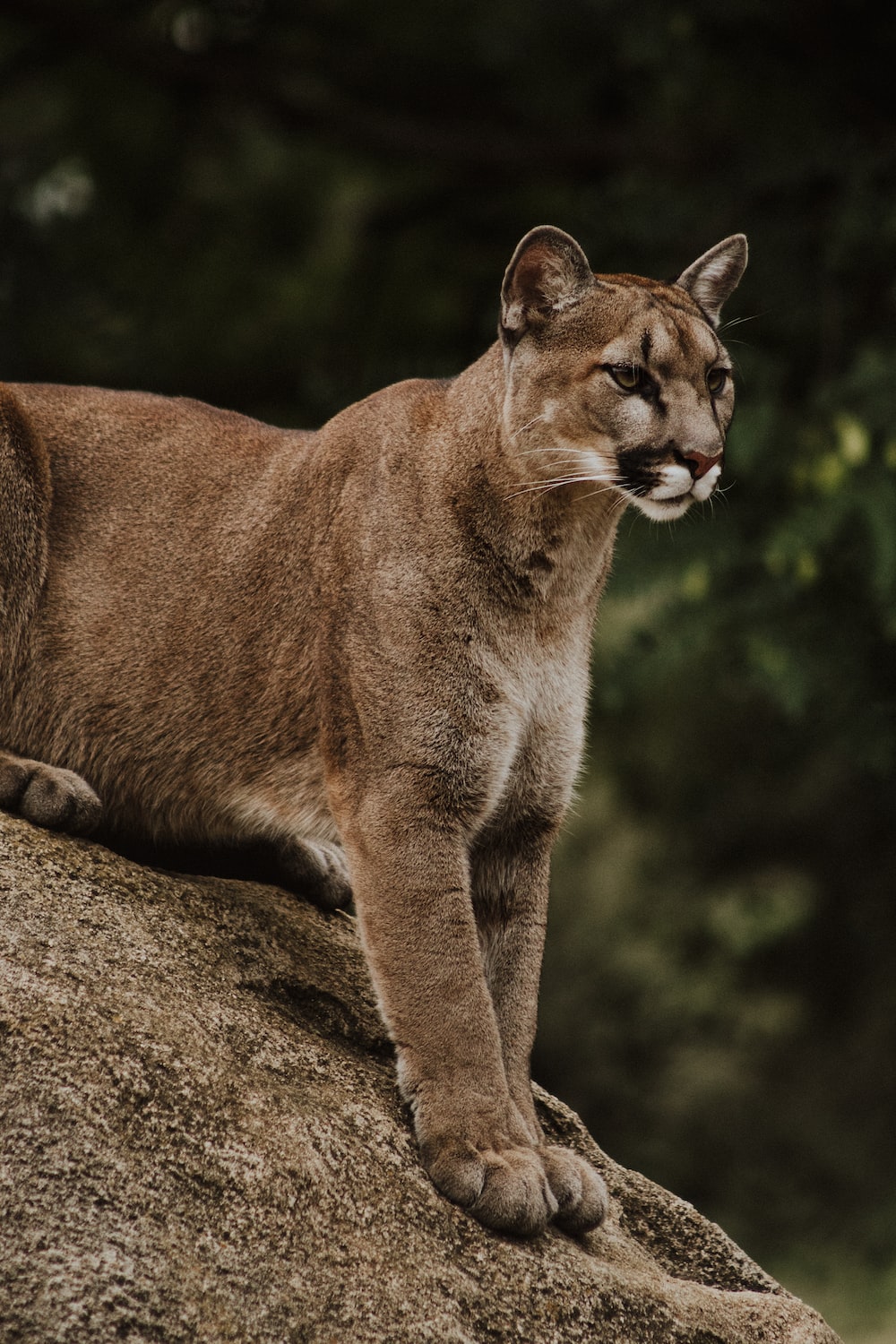 Mountain Lion Wallpapers