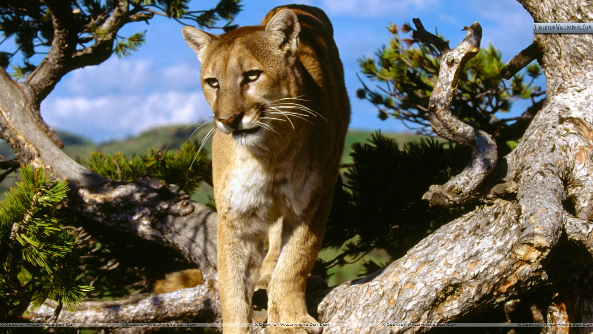 Mountain Lion Wallpapers