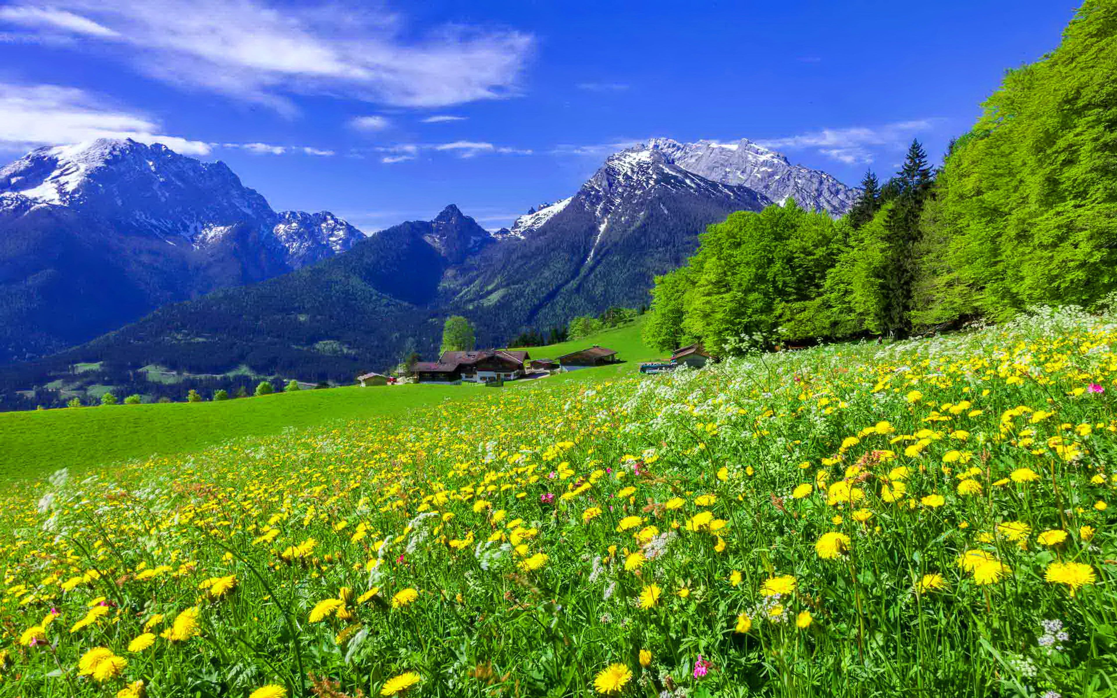 Mountain Meadow Wallpapers