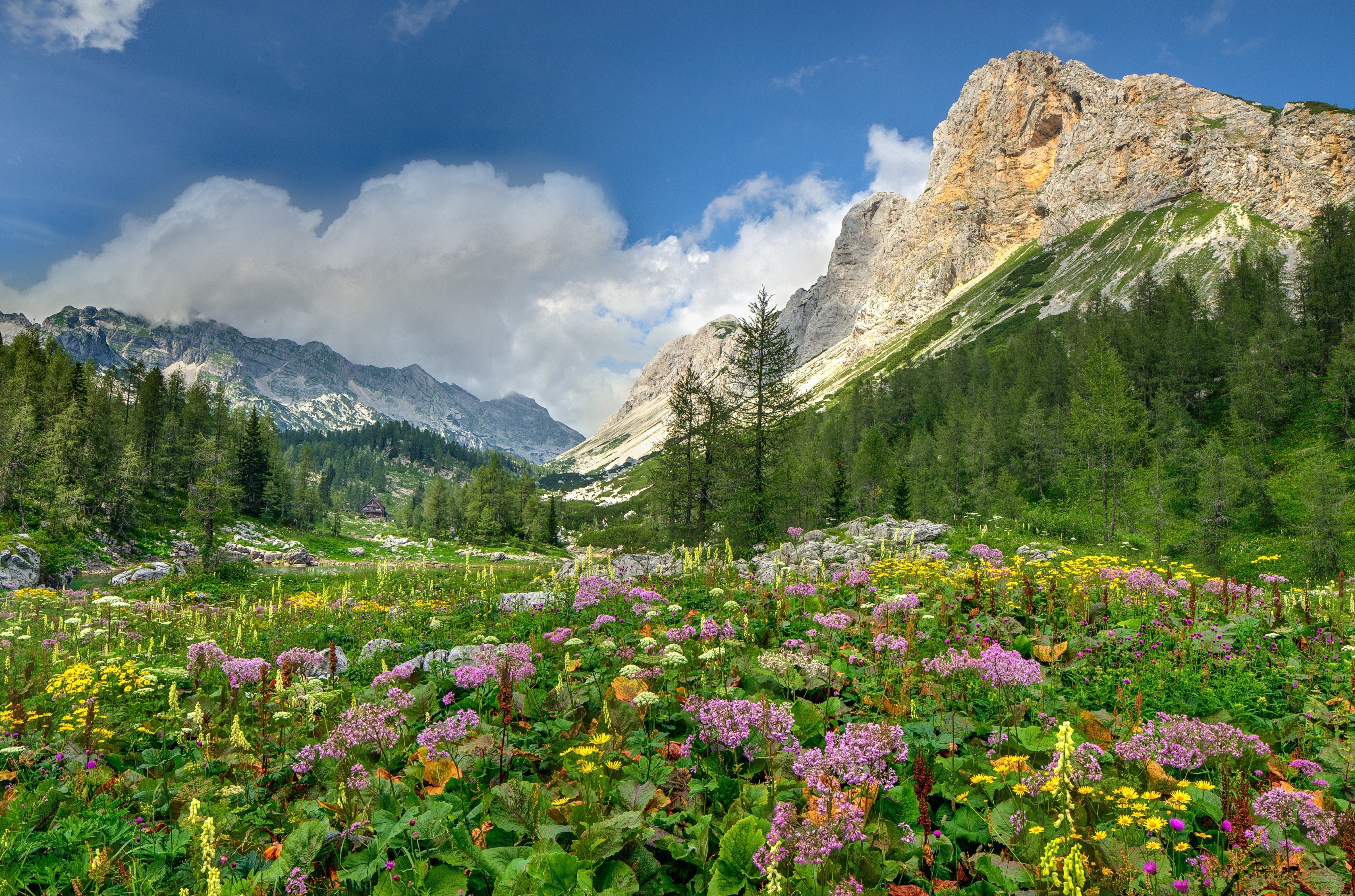 Mountain Meadow Wallpapers