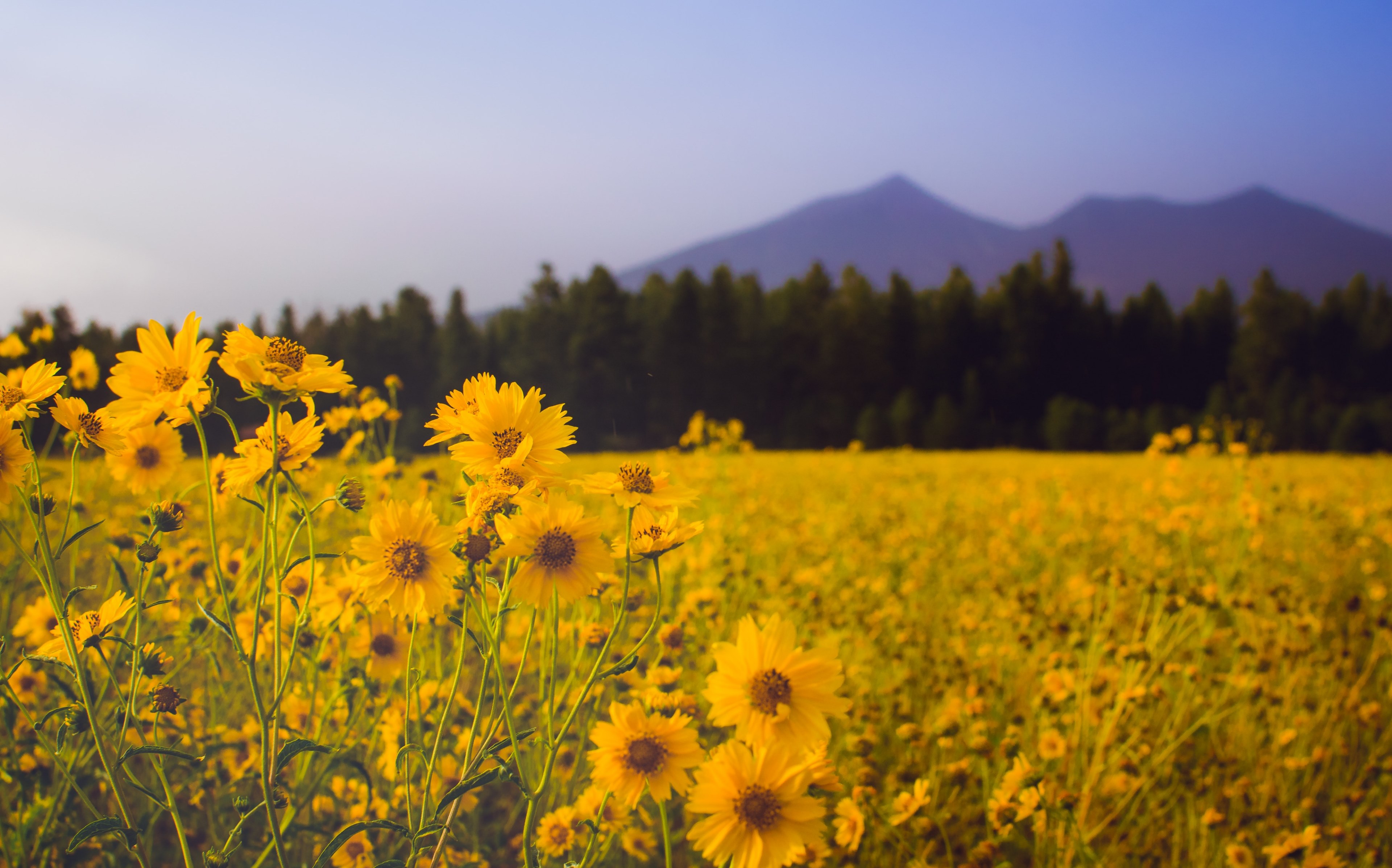 Mountain Meadow Wallpapers