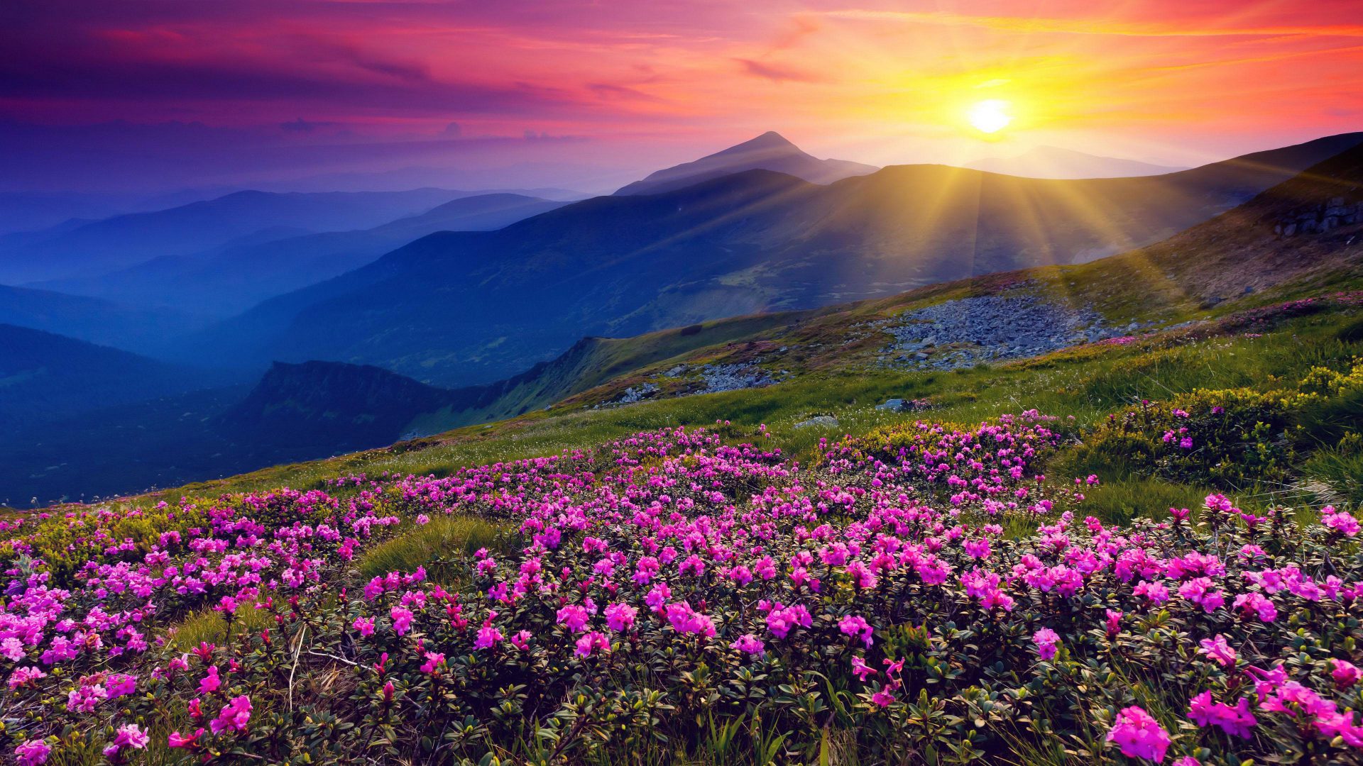 Mountain Meadow Wallpapers