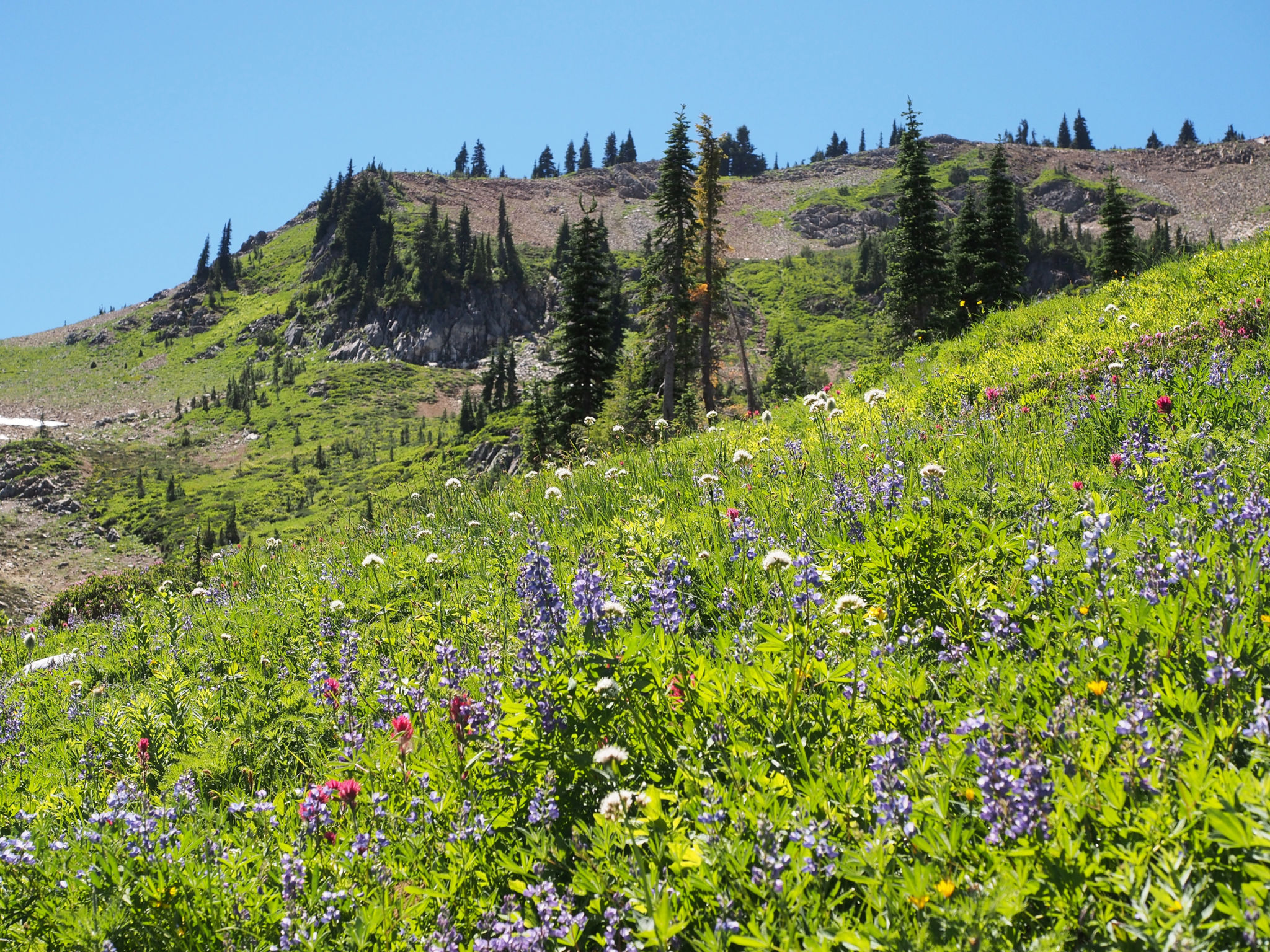 Mountain Meadow Wallpapers