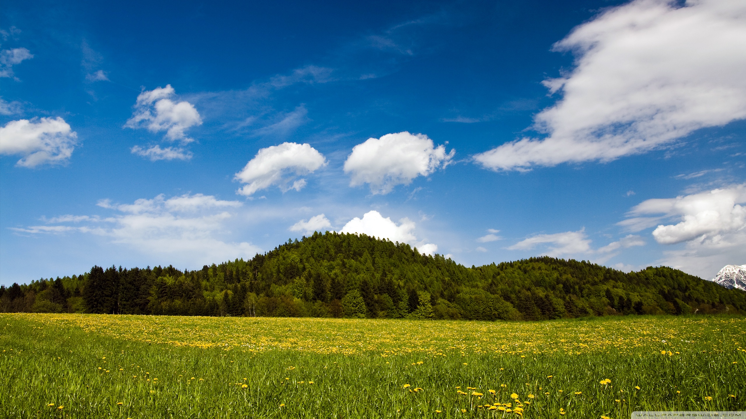 Mountain Meadow Wallpapers