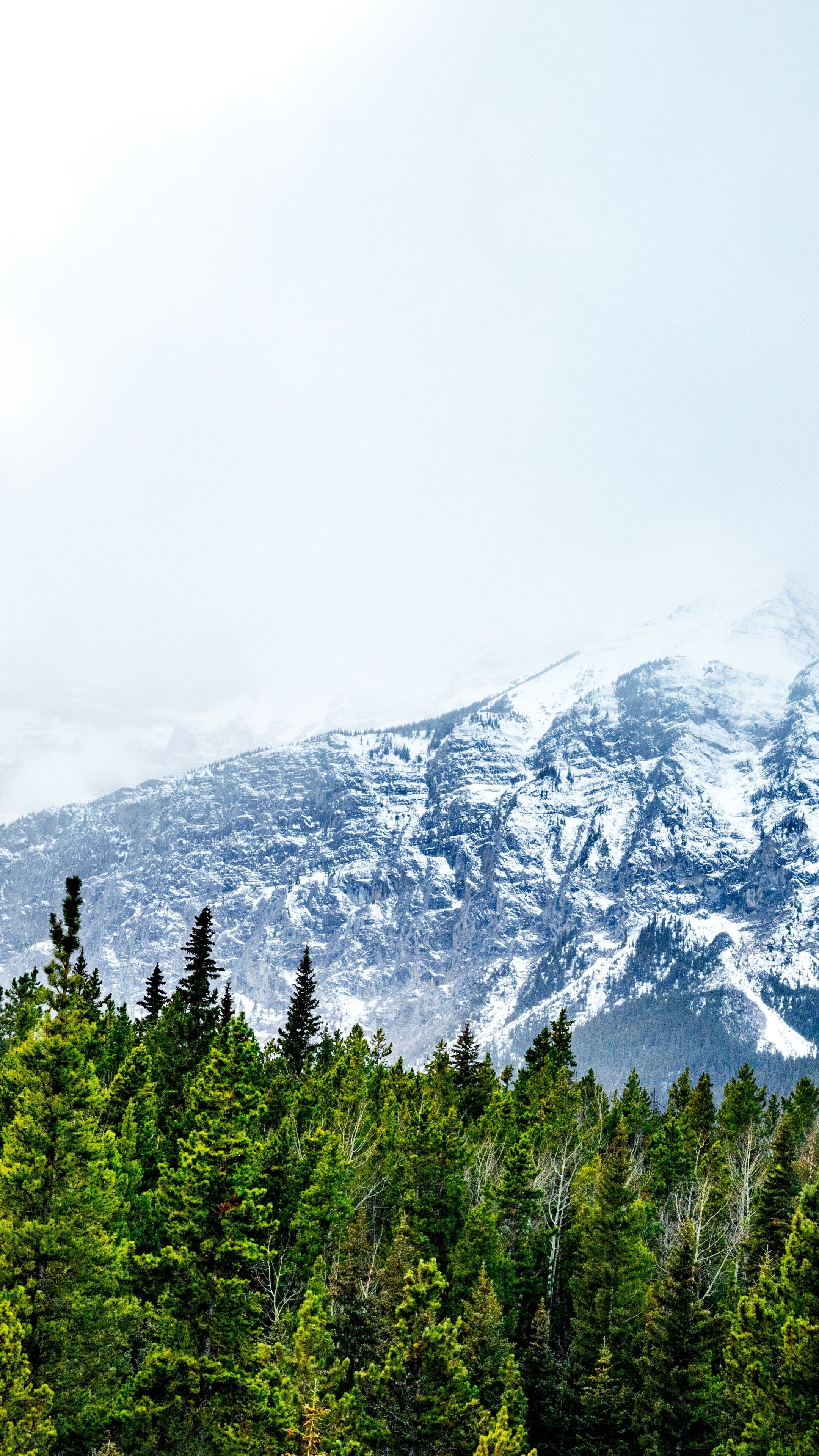 Mountain Trees Wallpapers